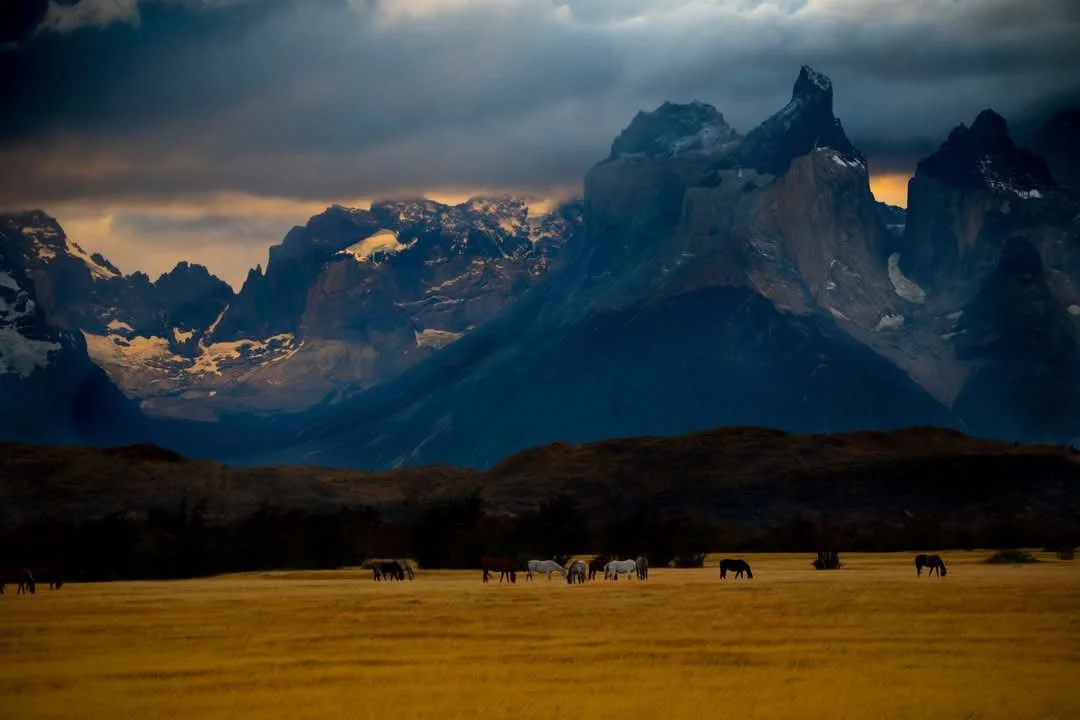 Field of Horses, Punta Arena, Chile