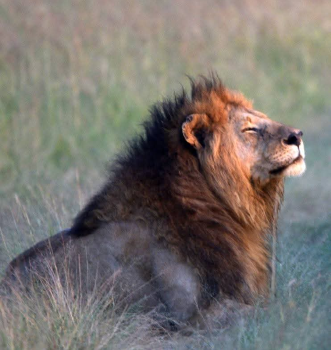 Morning warmth, Kenya, Africa