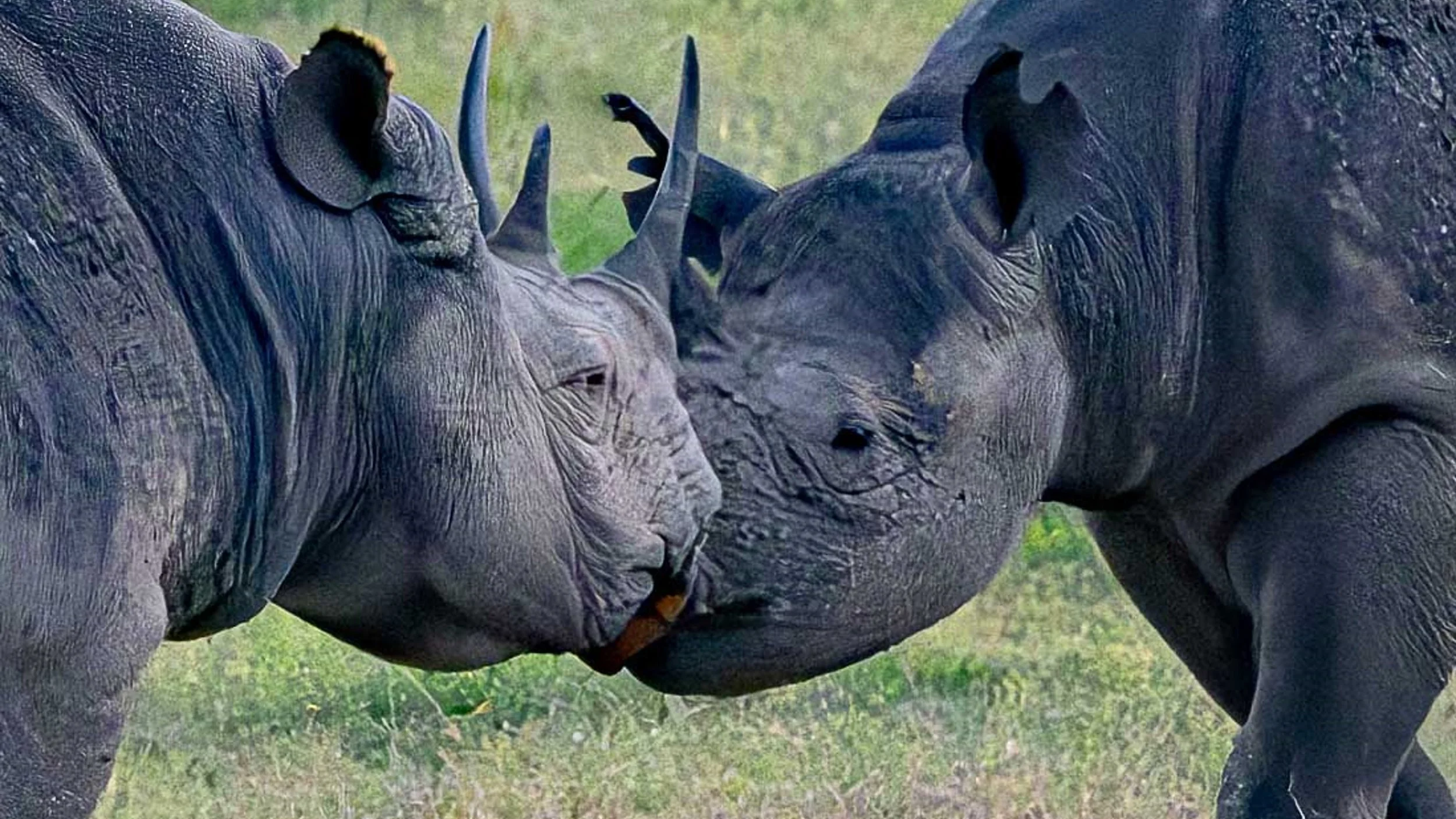 Black Rhinos, Kenya, Africa