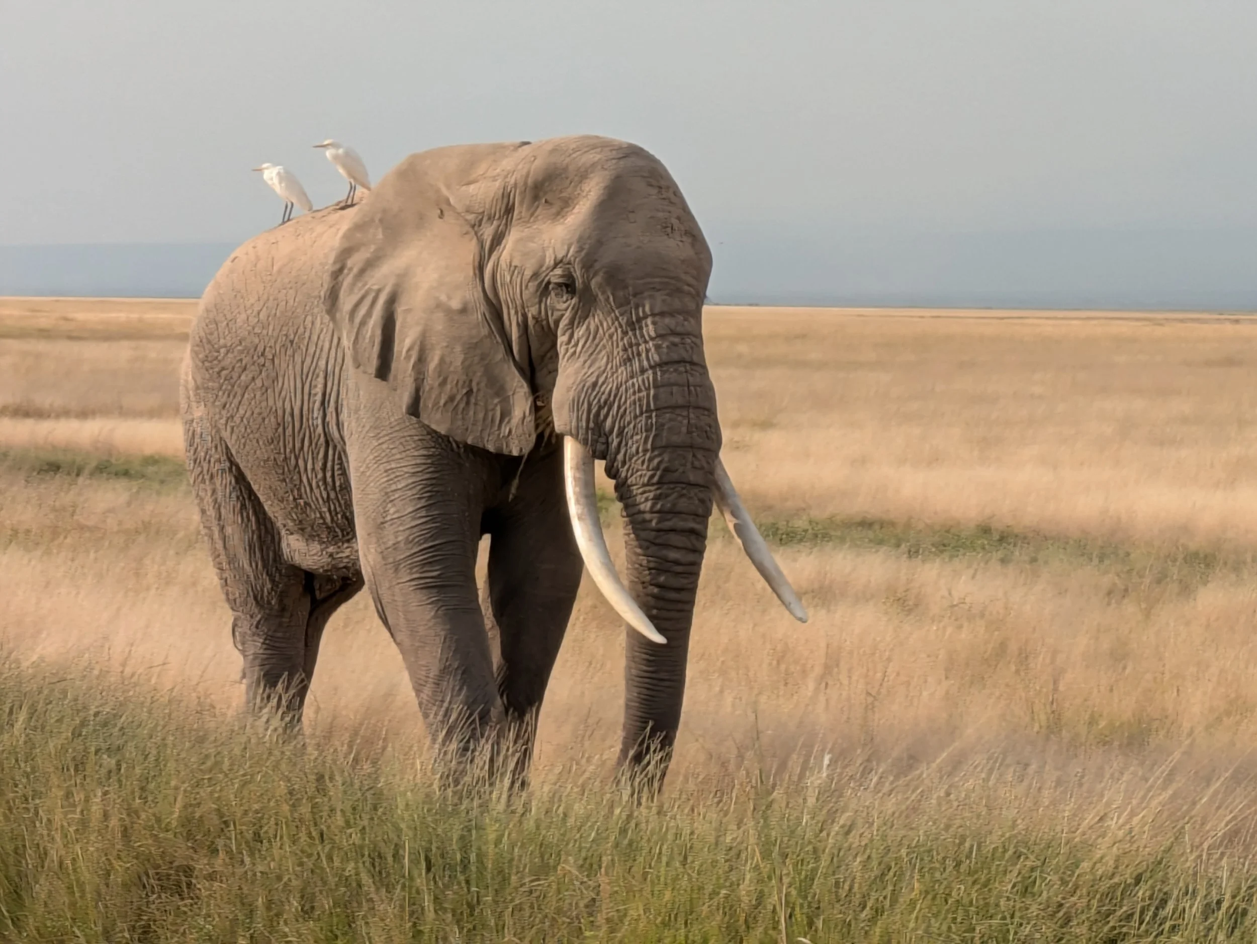 Catching a ride, Kenya, Africa. 
