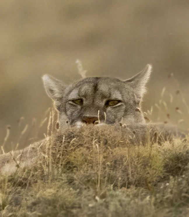 Amarga, Torres Del Paine, Patagonia, Chile