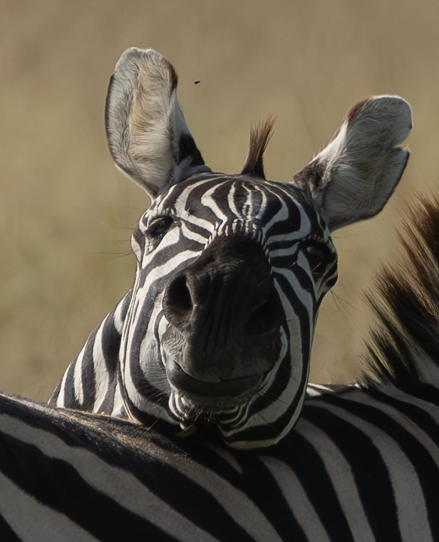 Plains Zebra 6.jpg