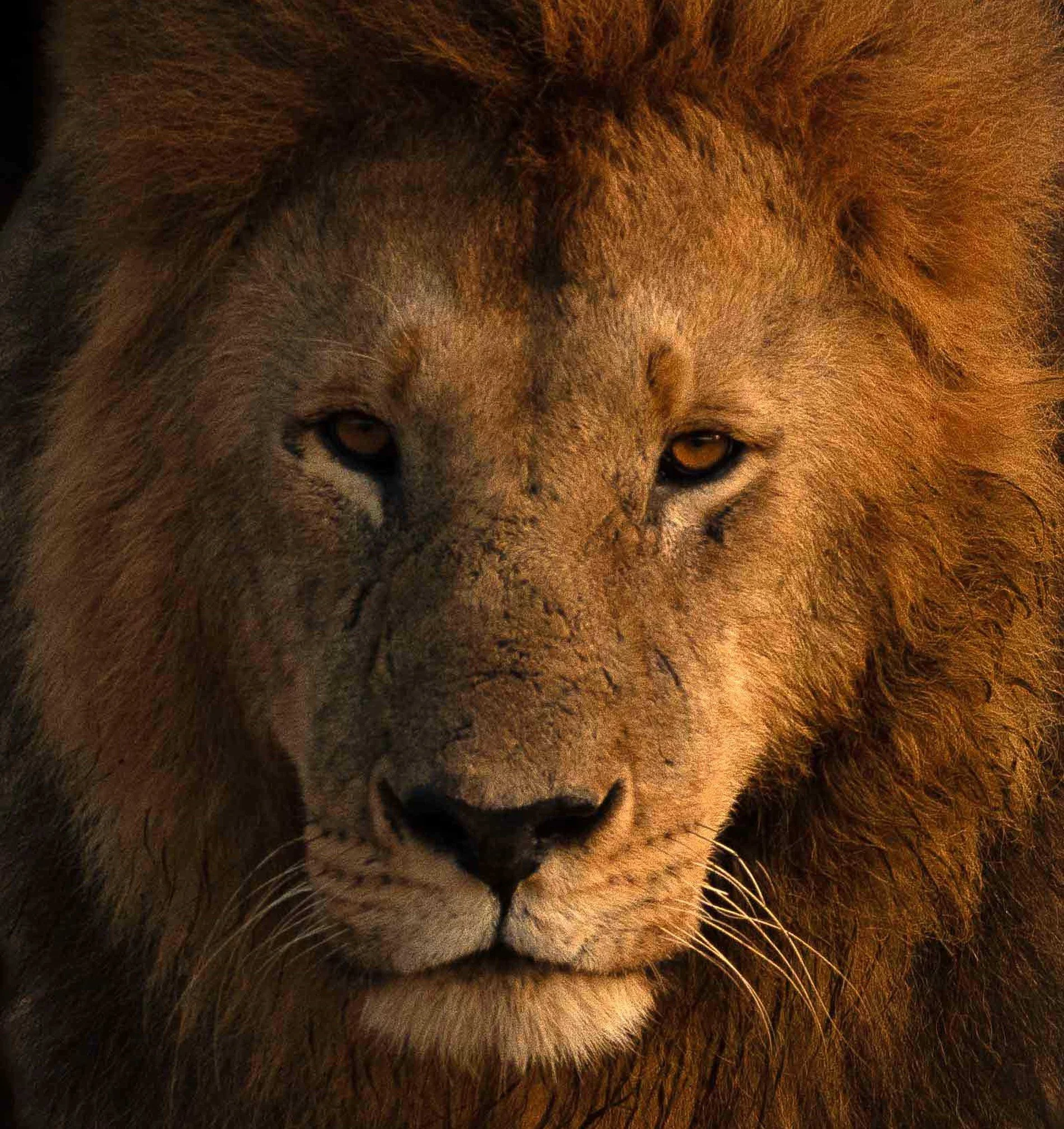 King of the Jungle, Kenya, Africa