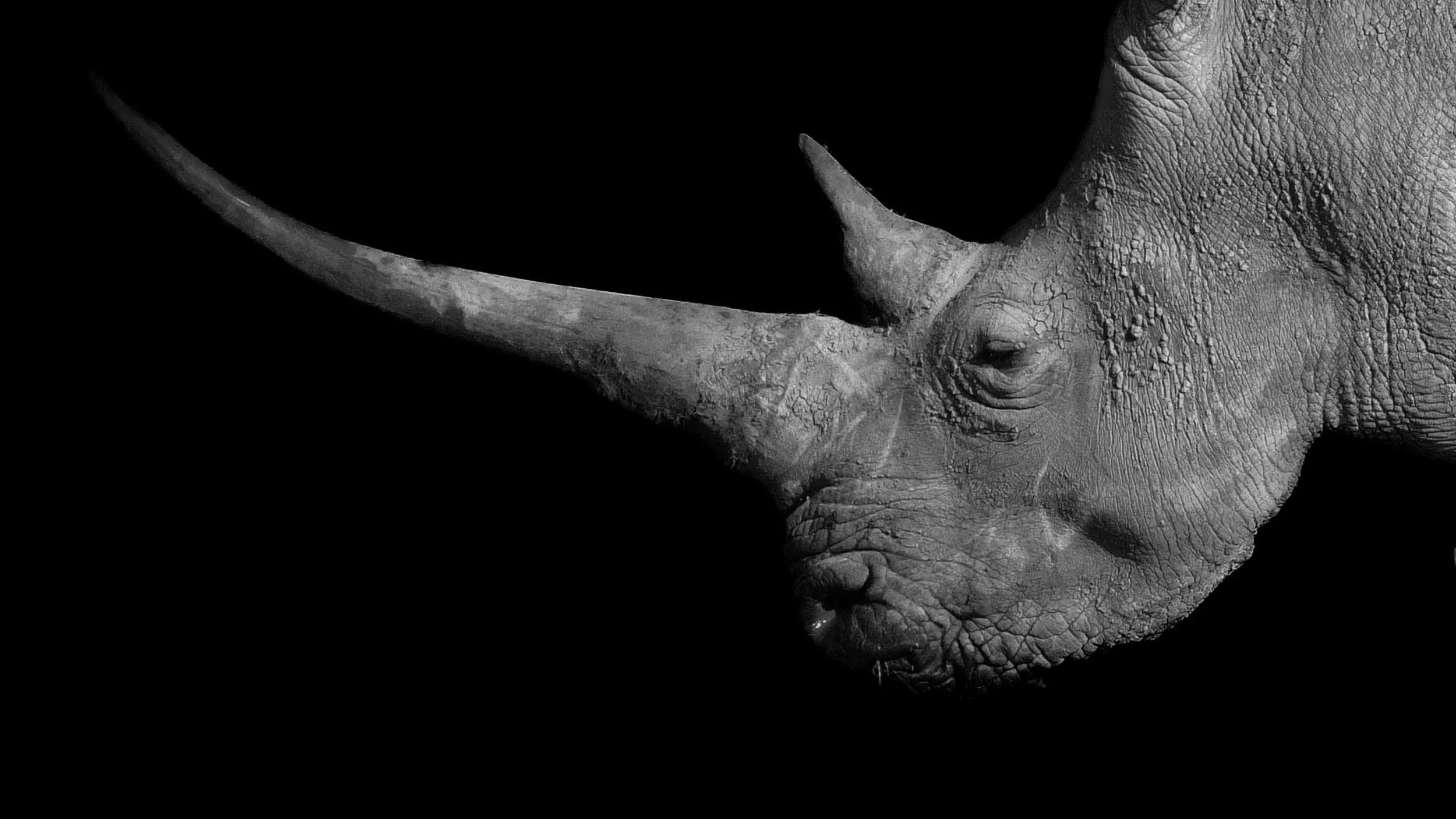 Rhino horn, Kenya, Africa