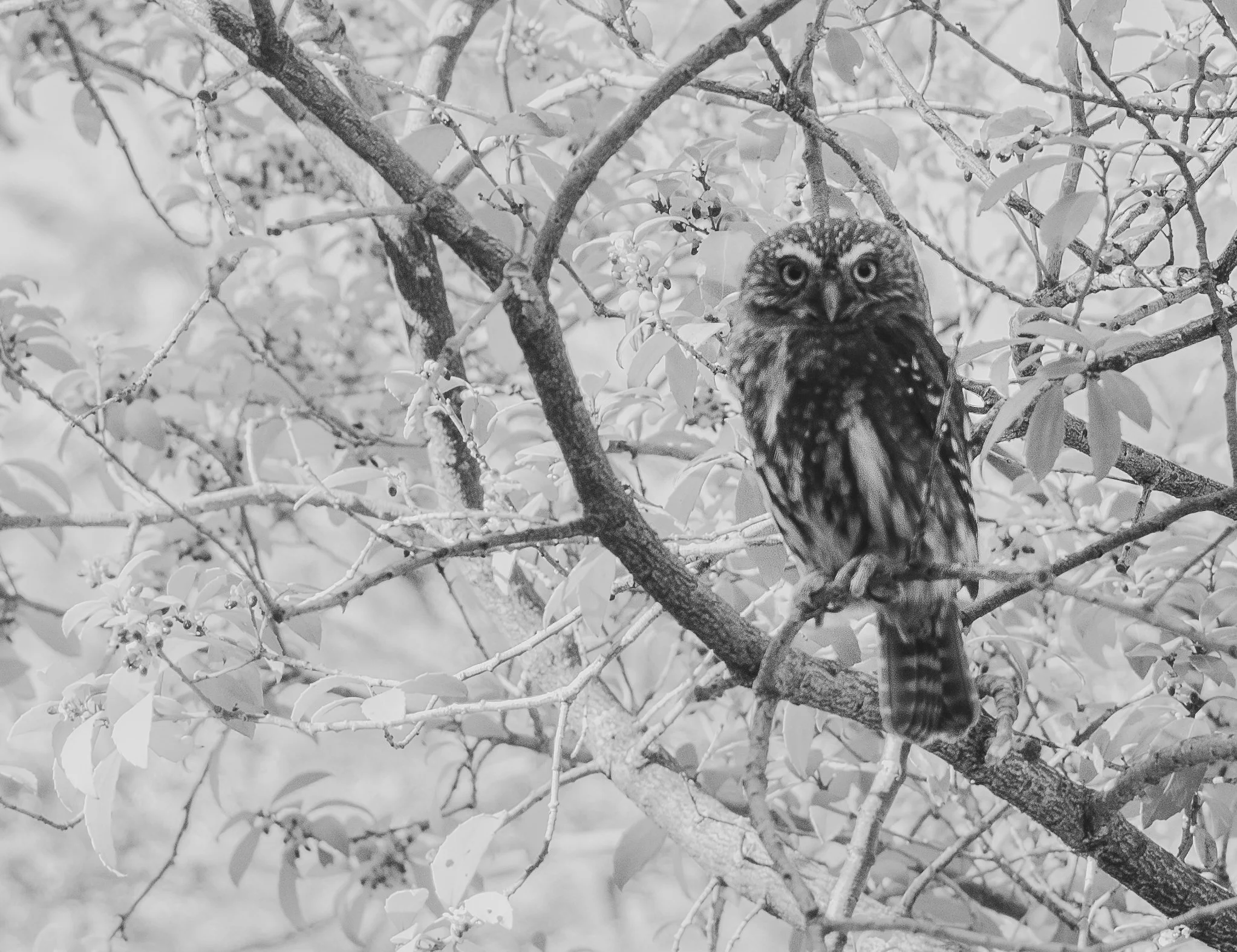 Astral Owl, Pehoe, Chile