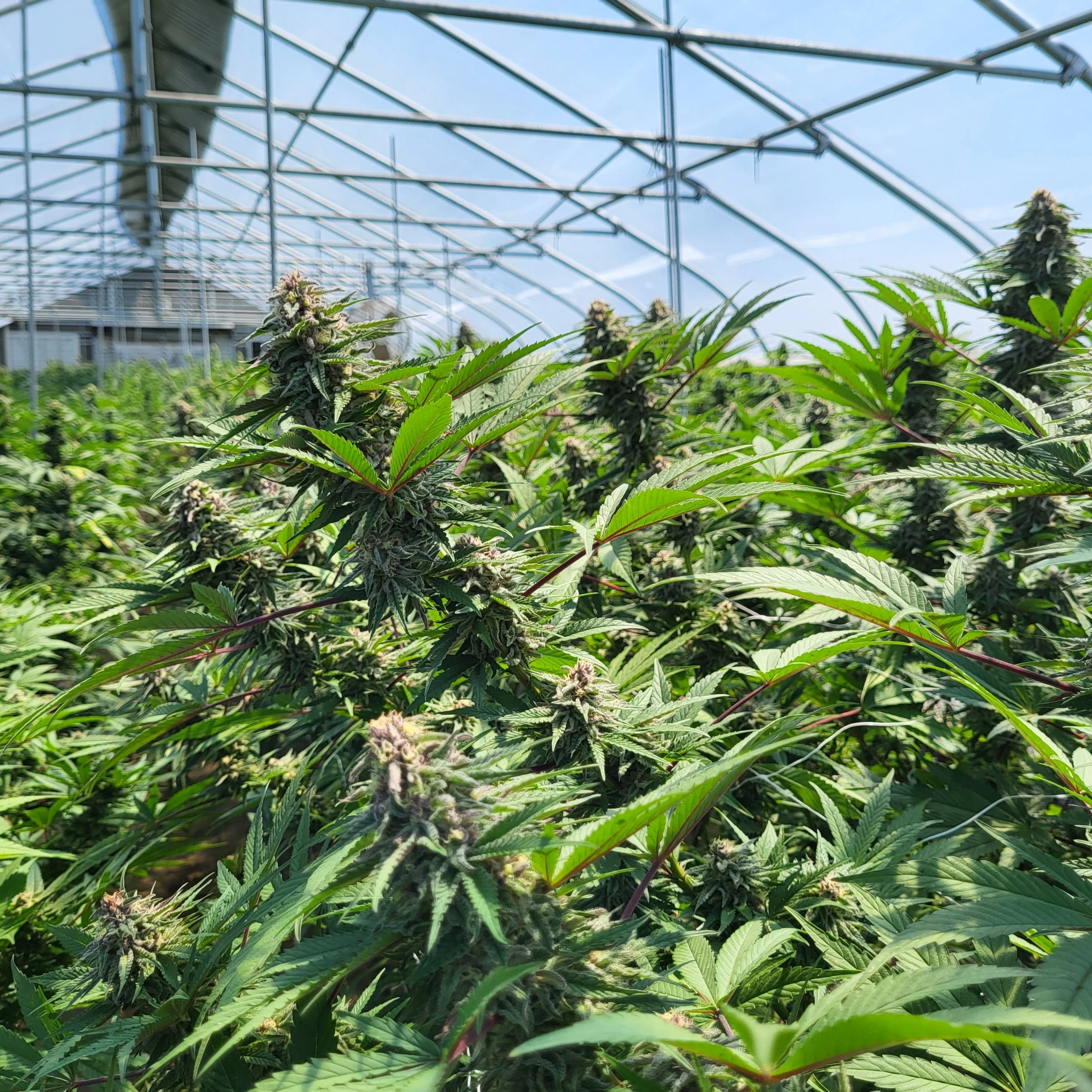 Ithaca Organics cannabis plants growing inside a greenhouse with a blue sky outside.