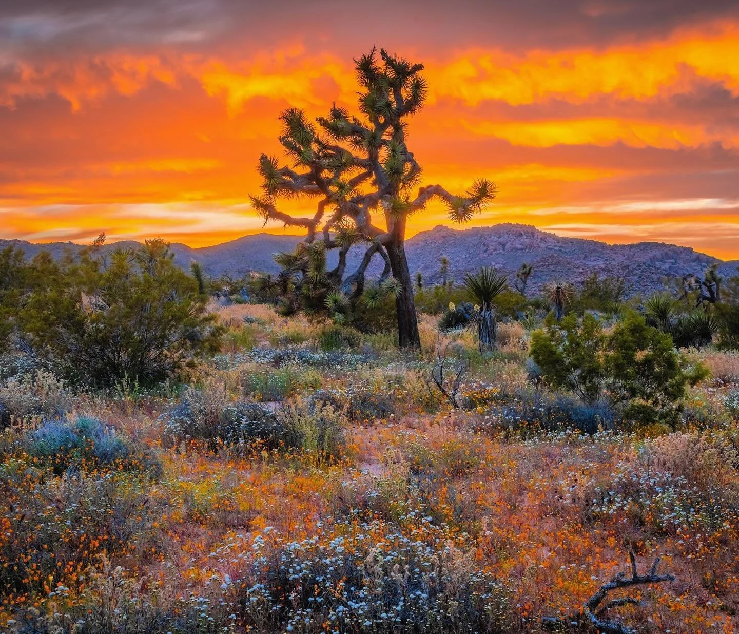 1.-Credit_-Dr.-Elliot-McGucken-Fine-Art-Landscape-Nature-Photography.jpg