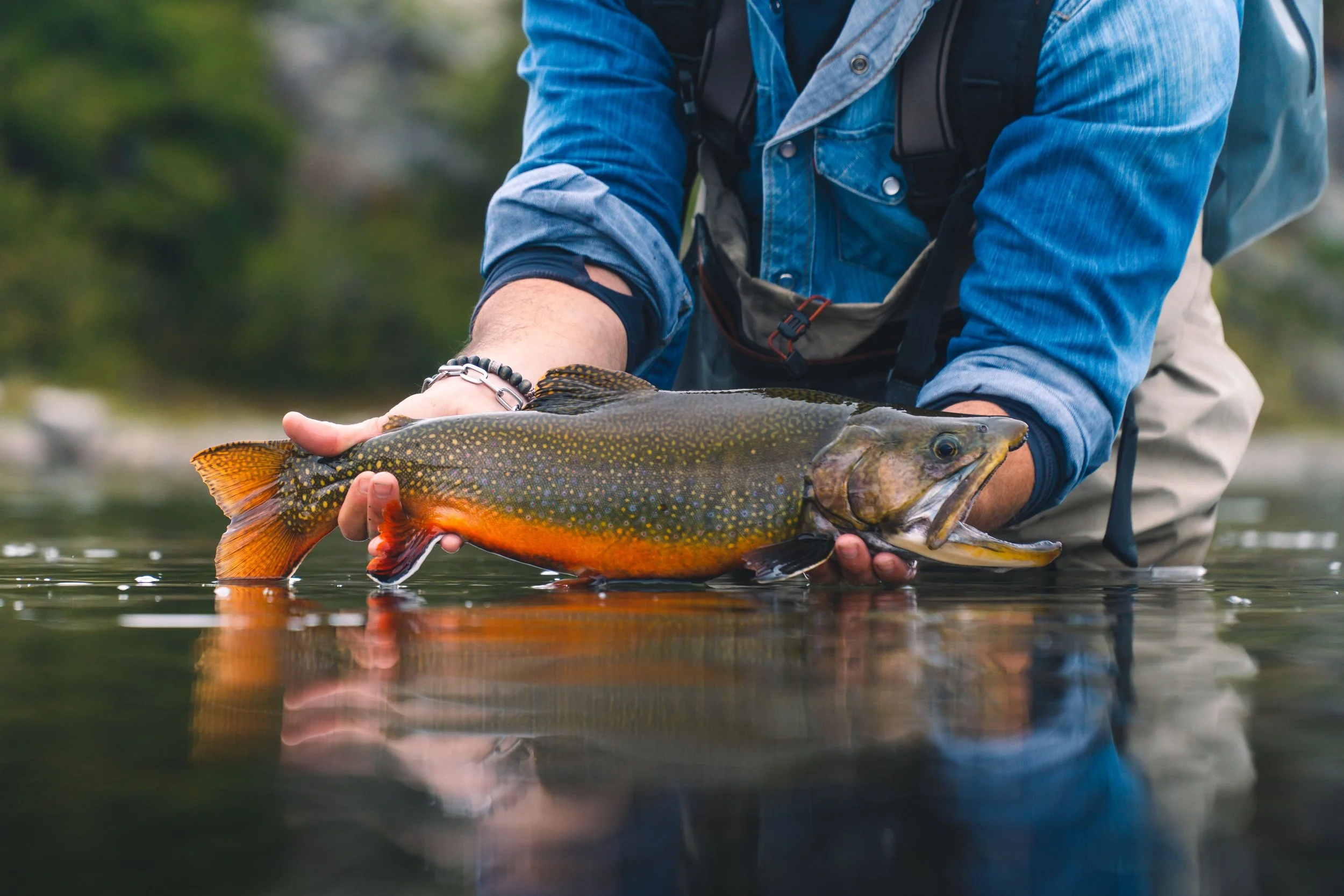 man-is-proudly-displaying-a-large-brook-trout-he-h-2023-11-27-04-51-15-utc-min.jpg