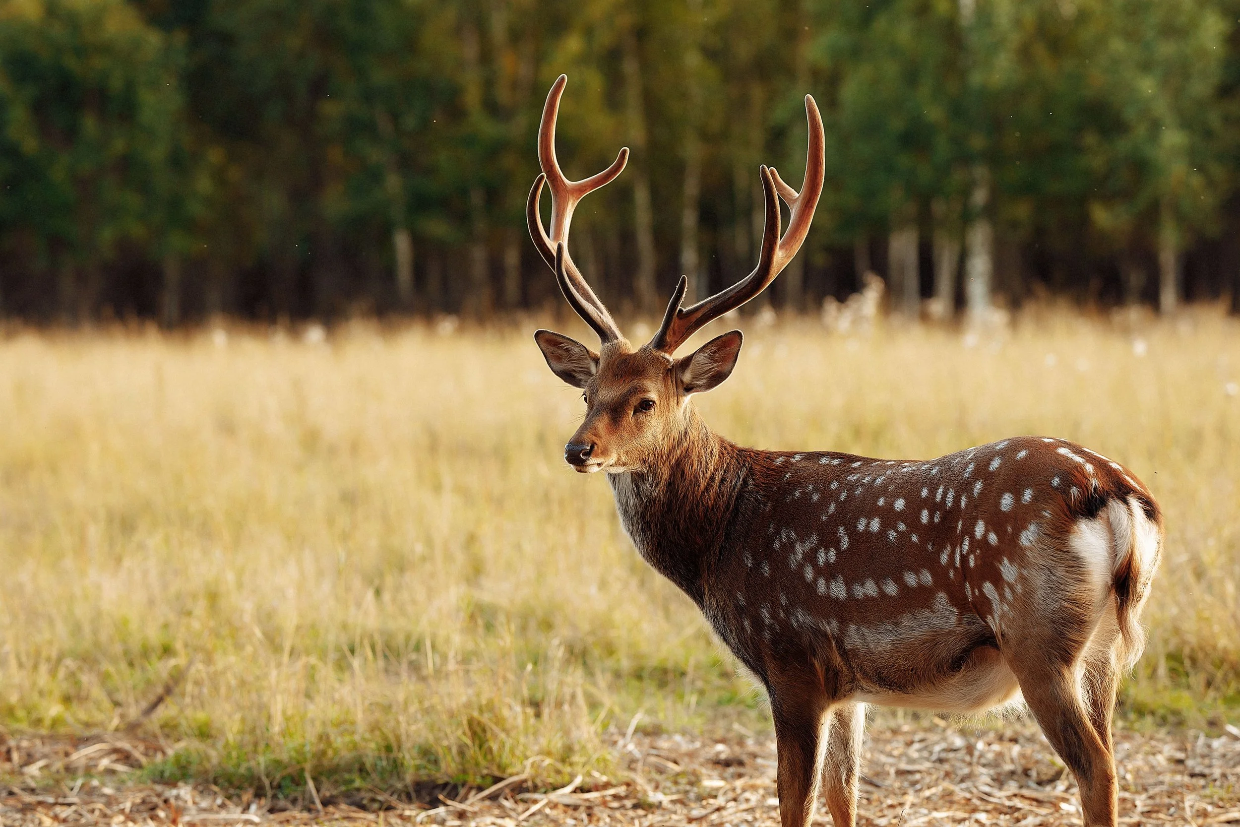 deer-on-the-farm-2023-11-27-05-09-25-utc-min.jpg