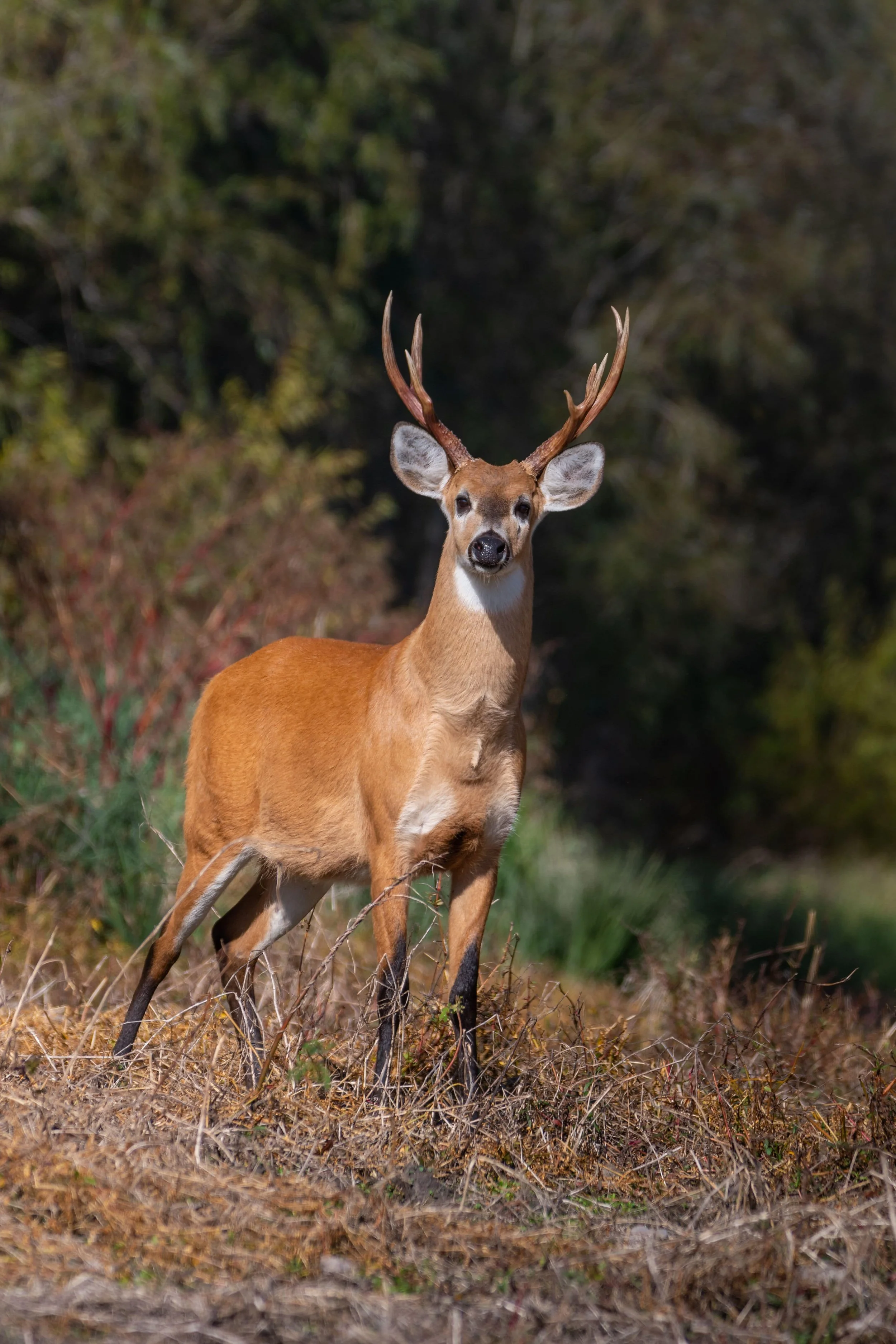 selective-of-a-young-male-marsh-deer-blastocerus-2023-11-27-05-16-56-utc-min.jpg