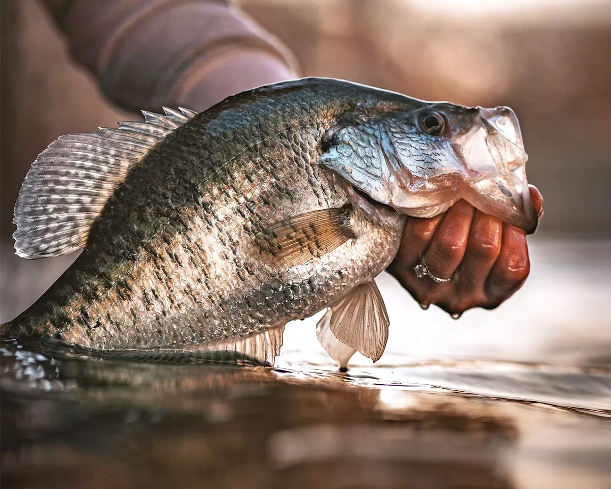 crappie.png