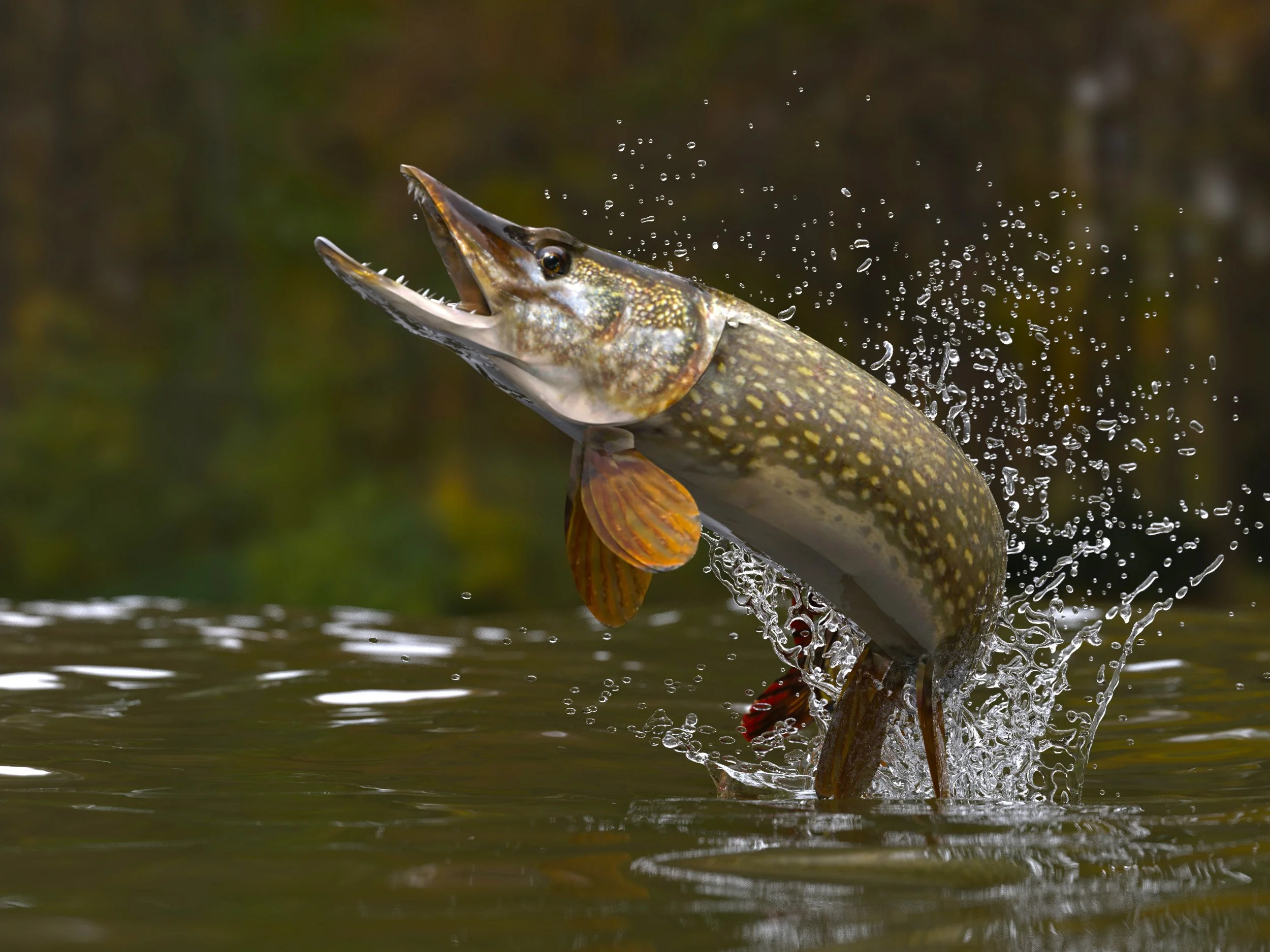 northern-pike-jumping-out-water.jpg