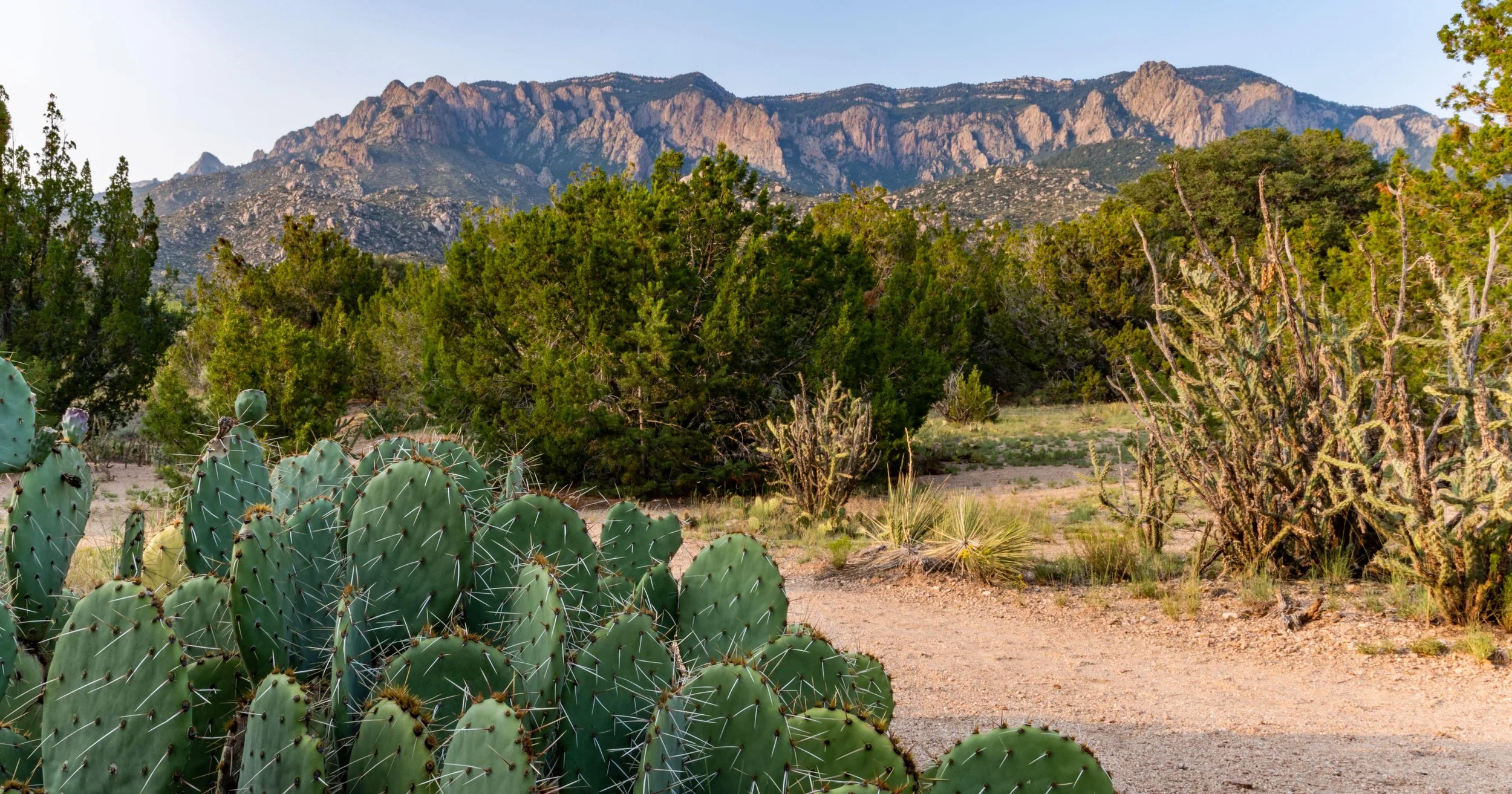 prickly-pear-cacti-of-the-sandias-new-mexico-2023-11-27-05-18-07-utc-min.jpg