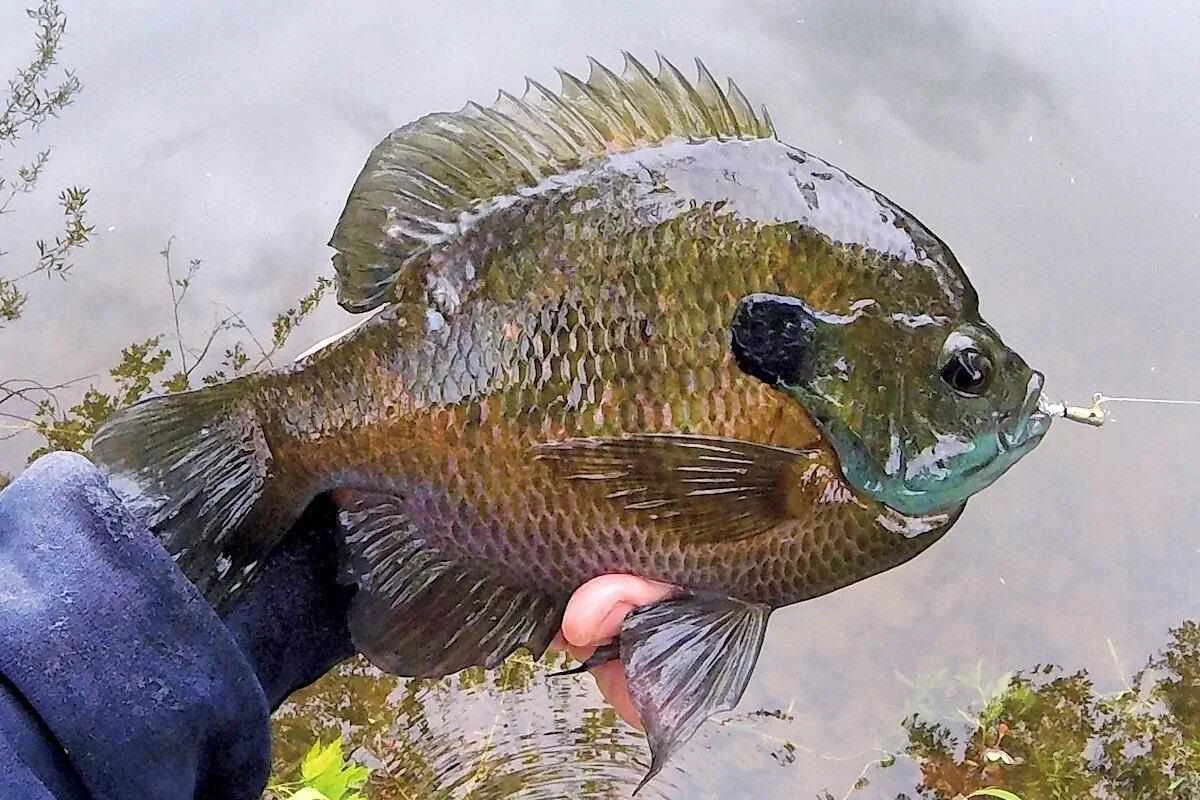 Bluegill.jpg