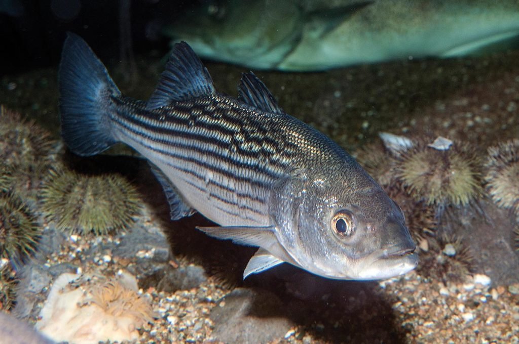 Striped Bass.jpg