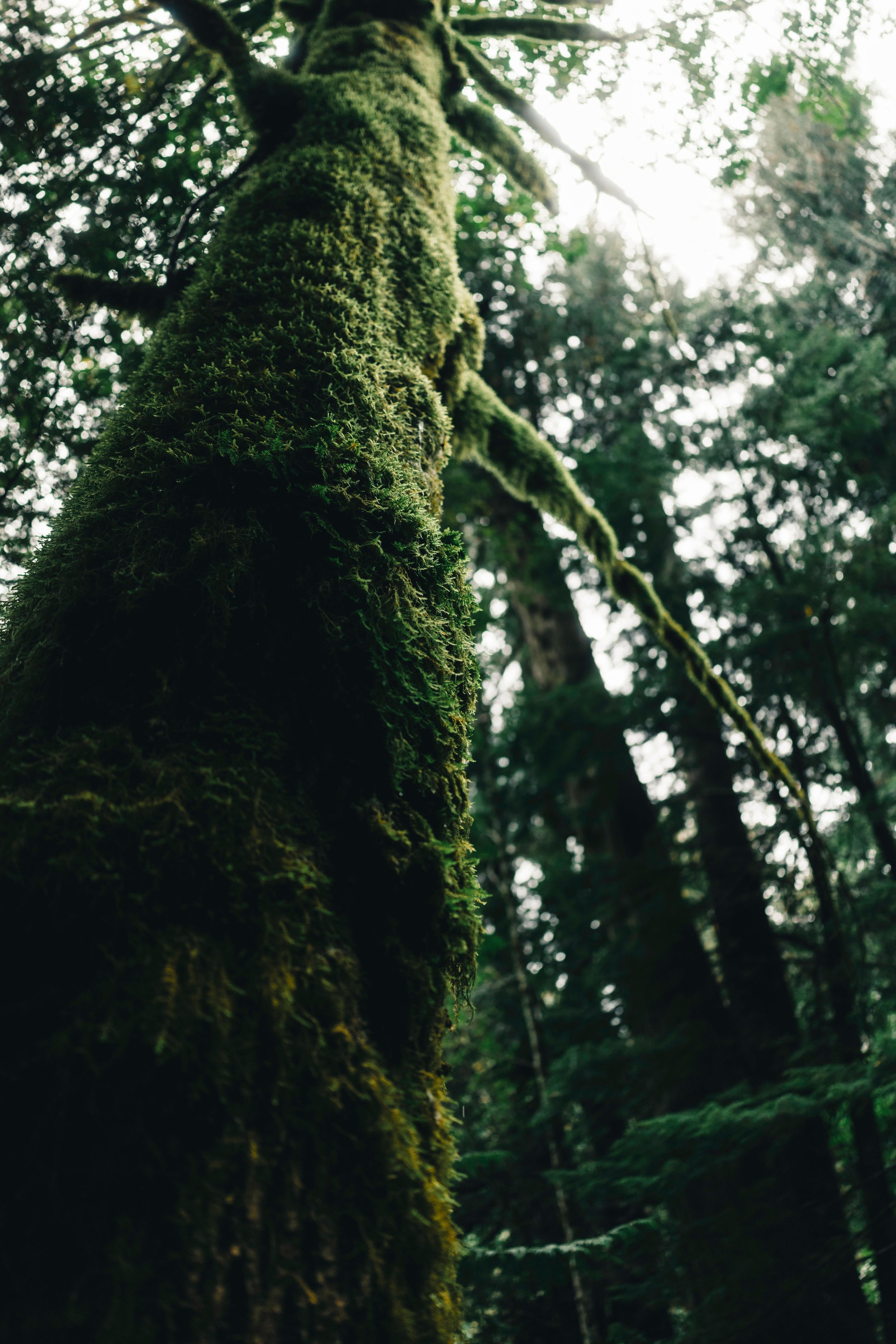 Ancestral Alchemy: The Silence We Inherit