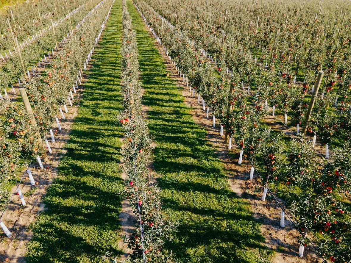 apple orchard above.jpg