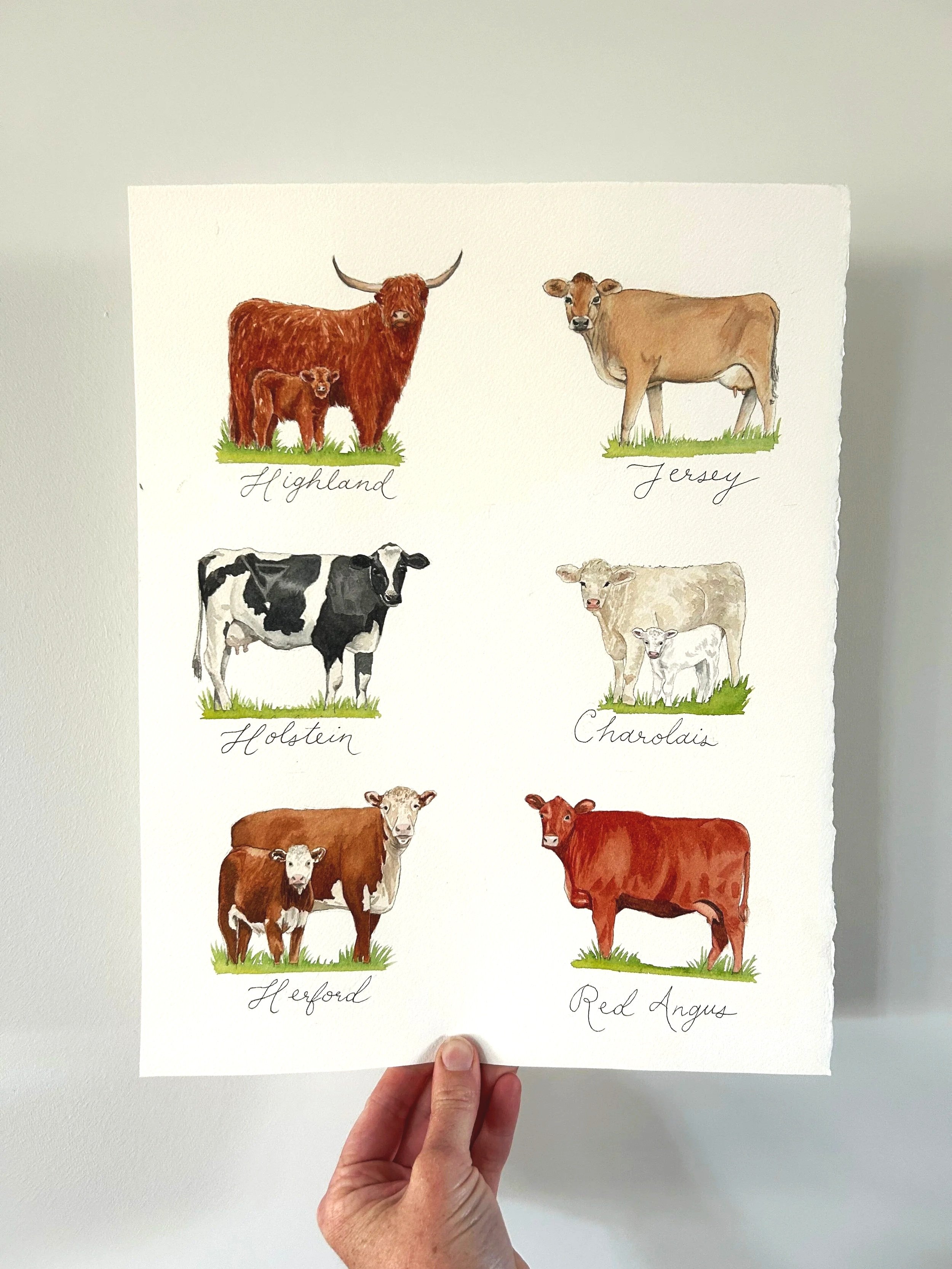 cows+1.jpg