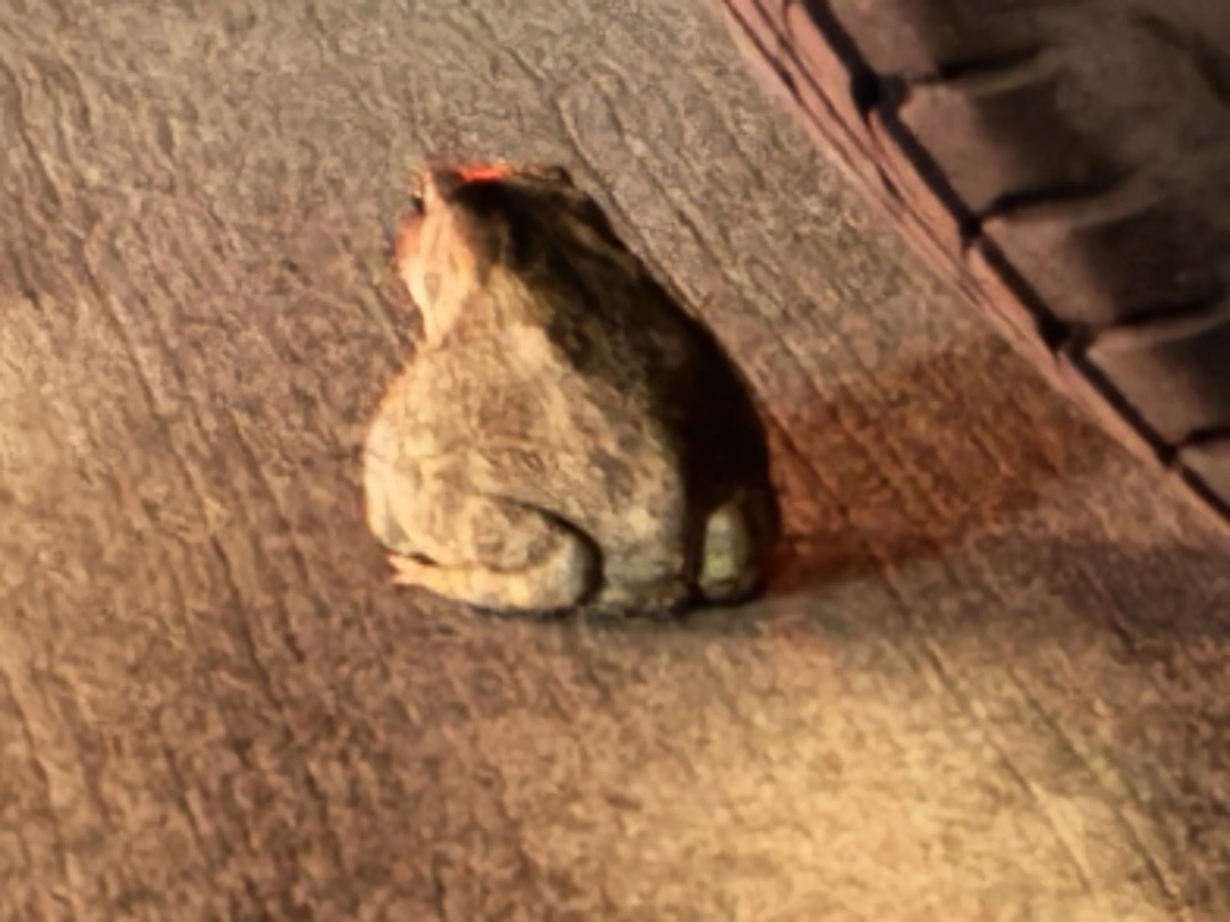 frog booty