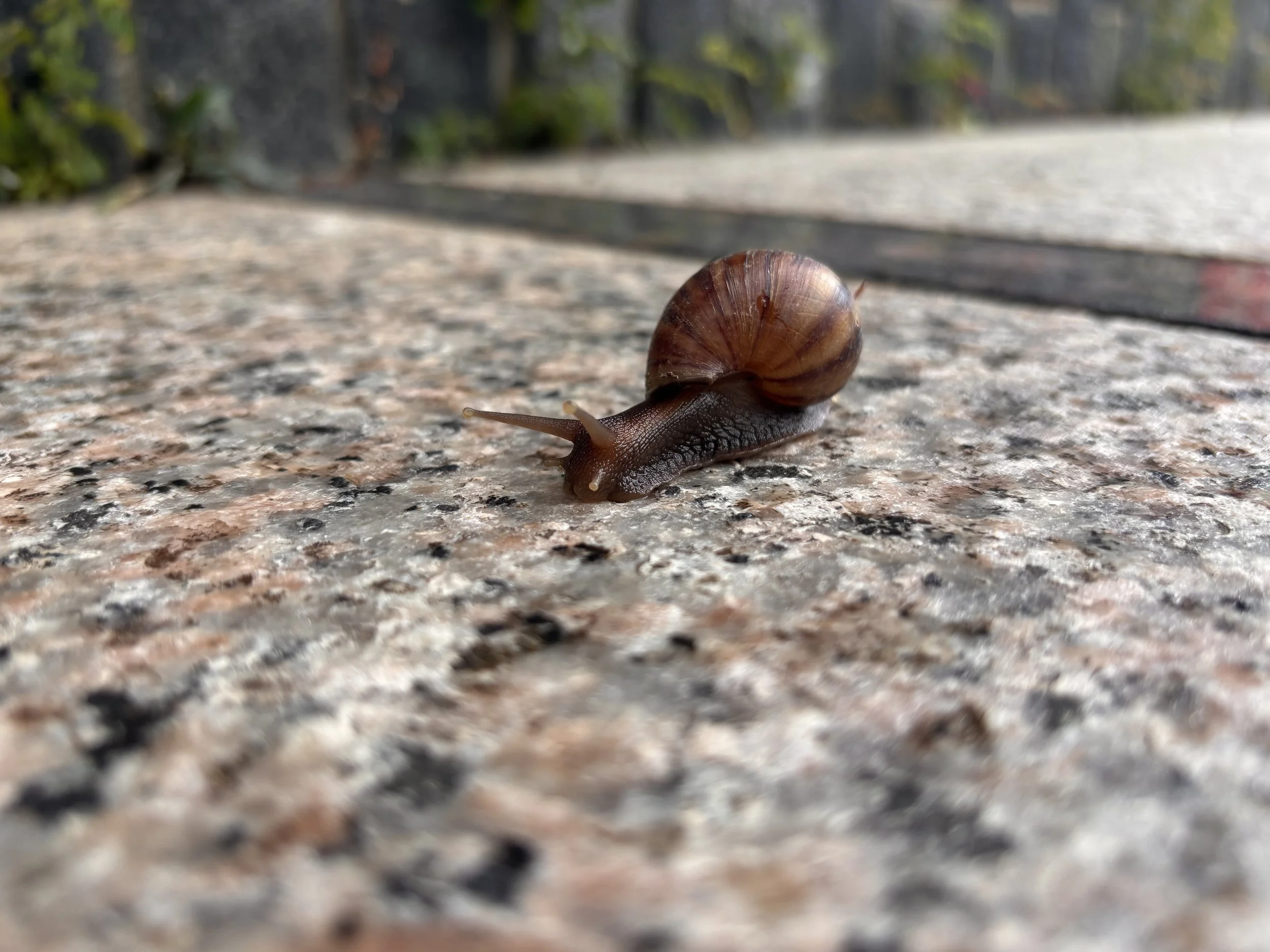 snail!