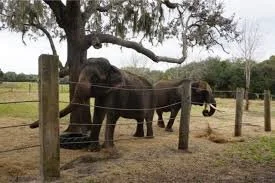 Yoga with Emma and restorative sound with Alexis at WILDCORE with live Elephants
