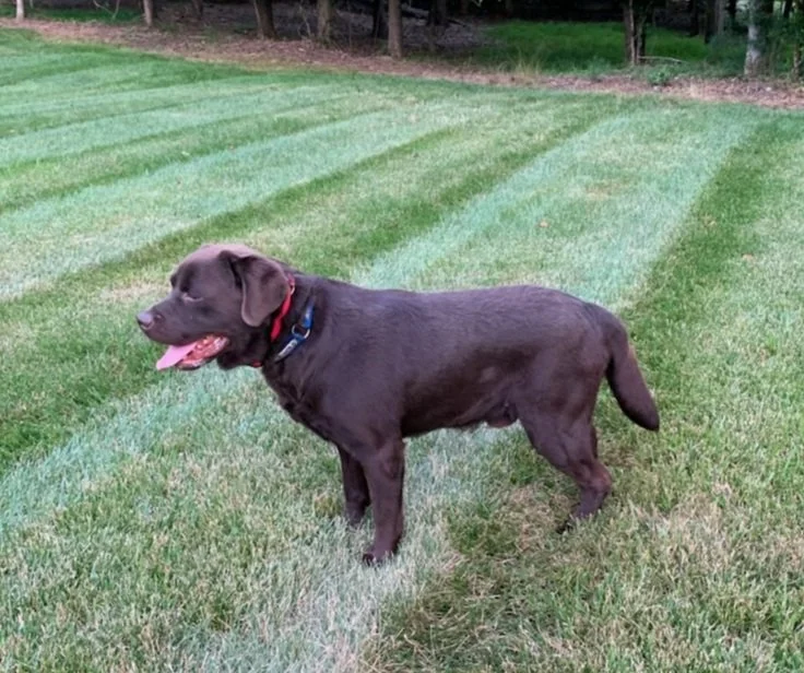 BonsVenture's B&B's Royal Mocha (aka Gus)