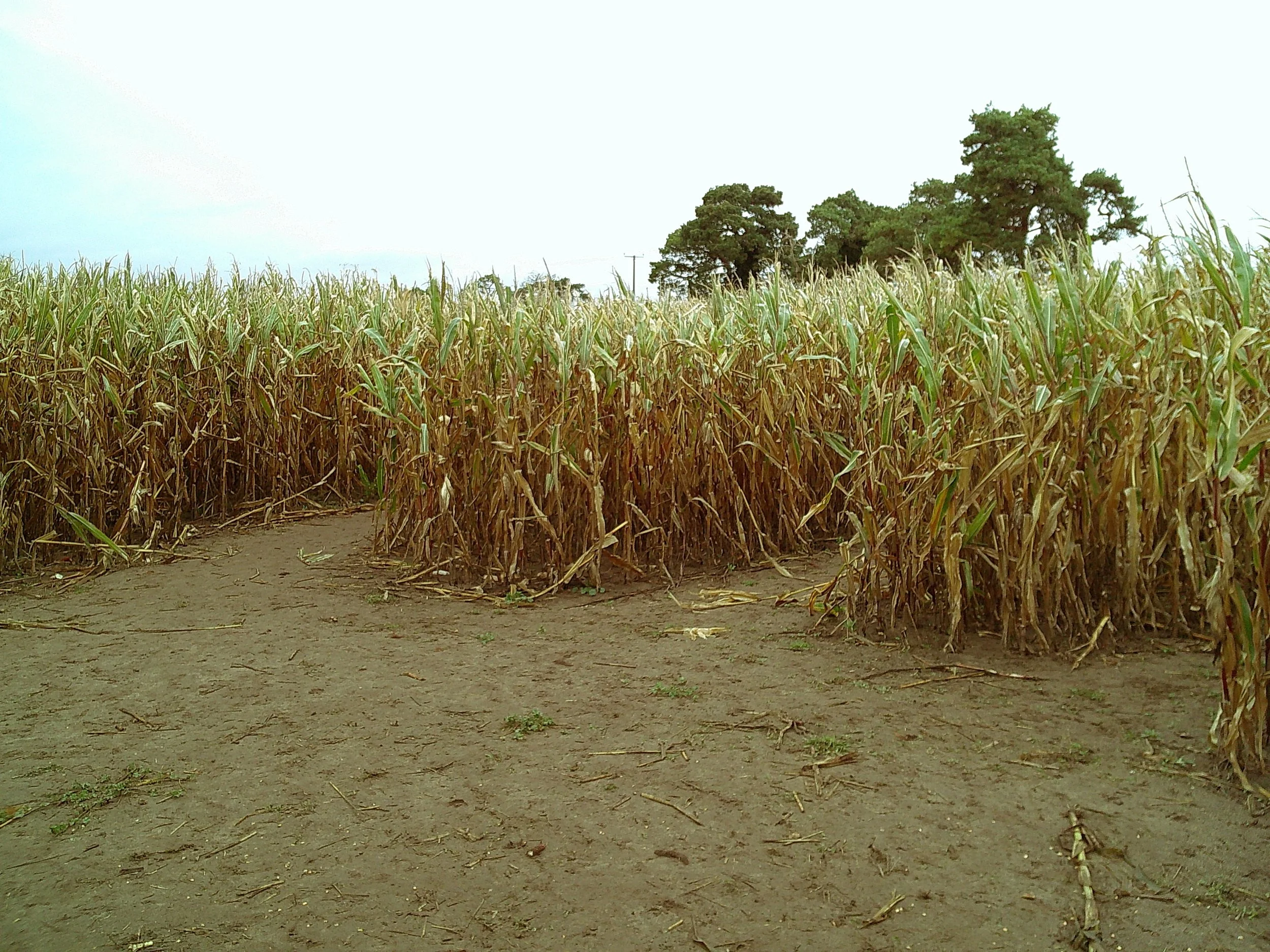 DSCF0089.JPG