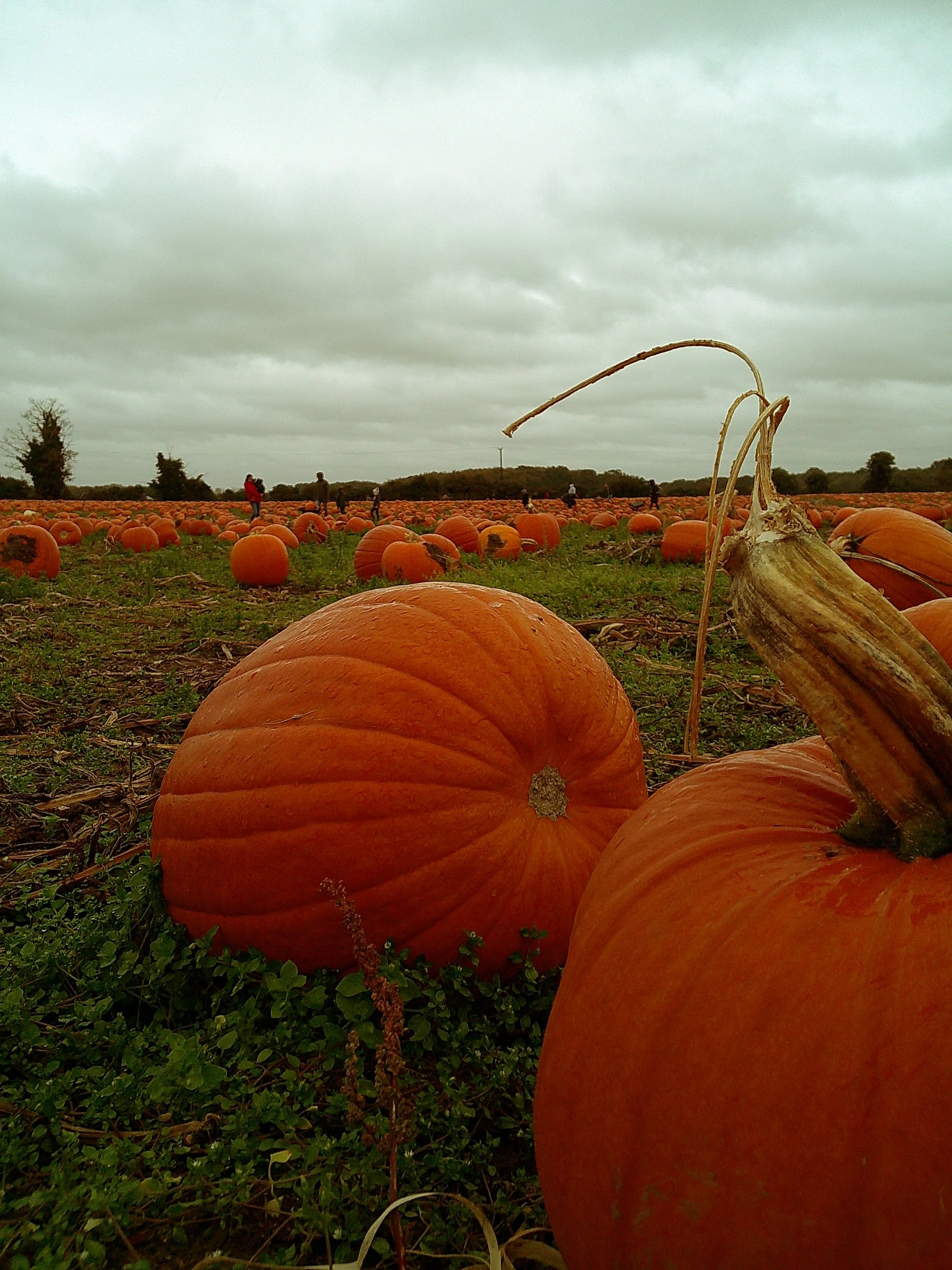 DSCF0097.JPG