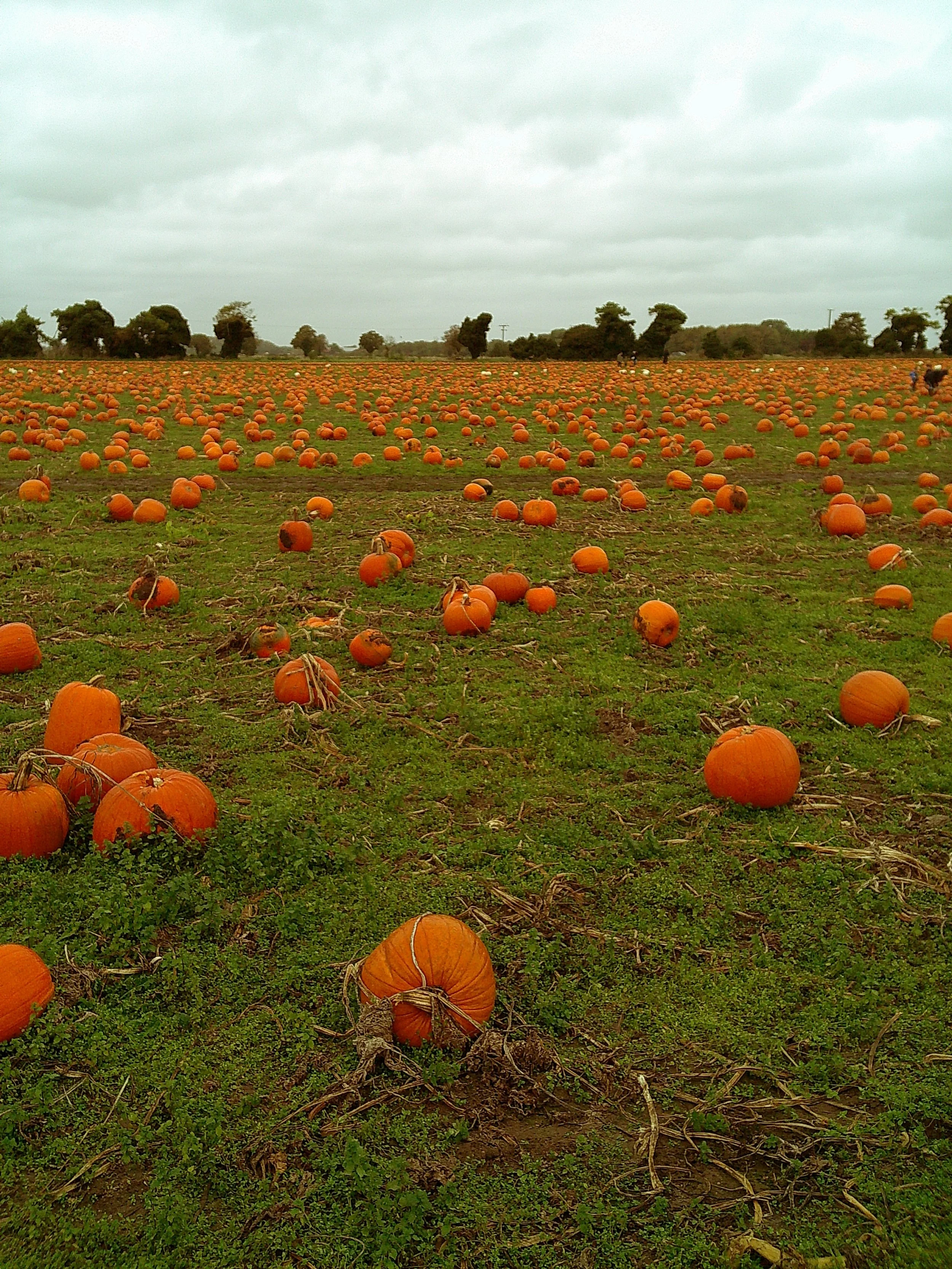 DSCF0098.JPG