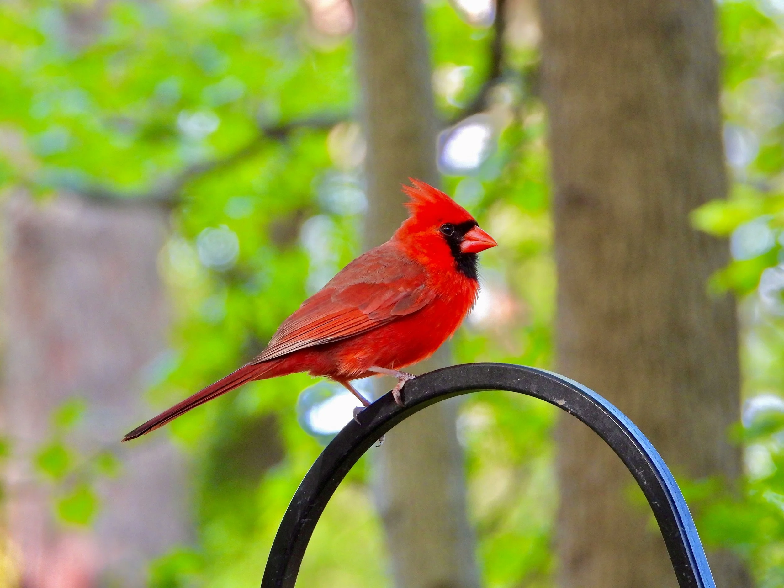 Champaign Chapter Meeting 