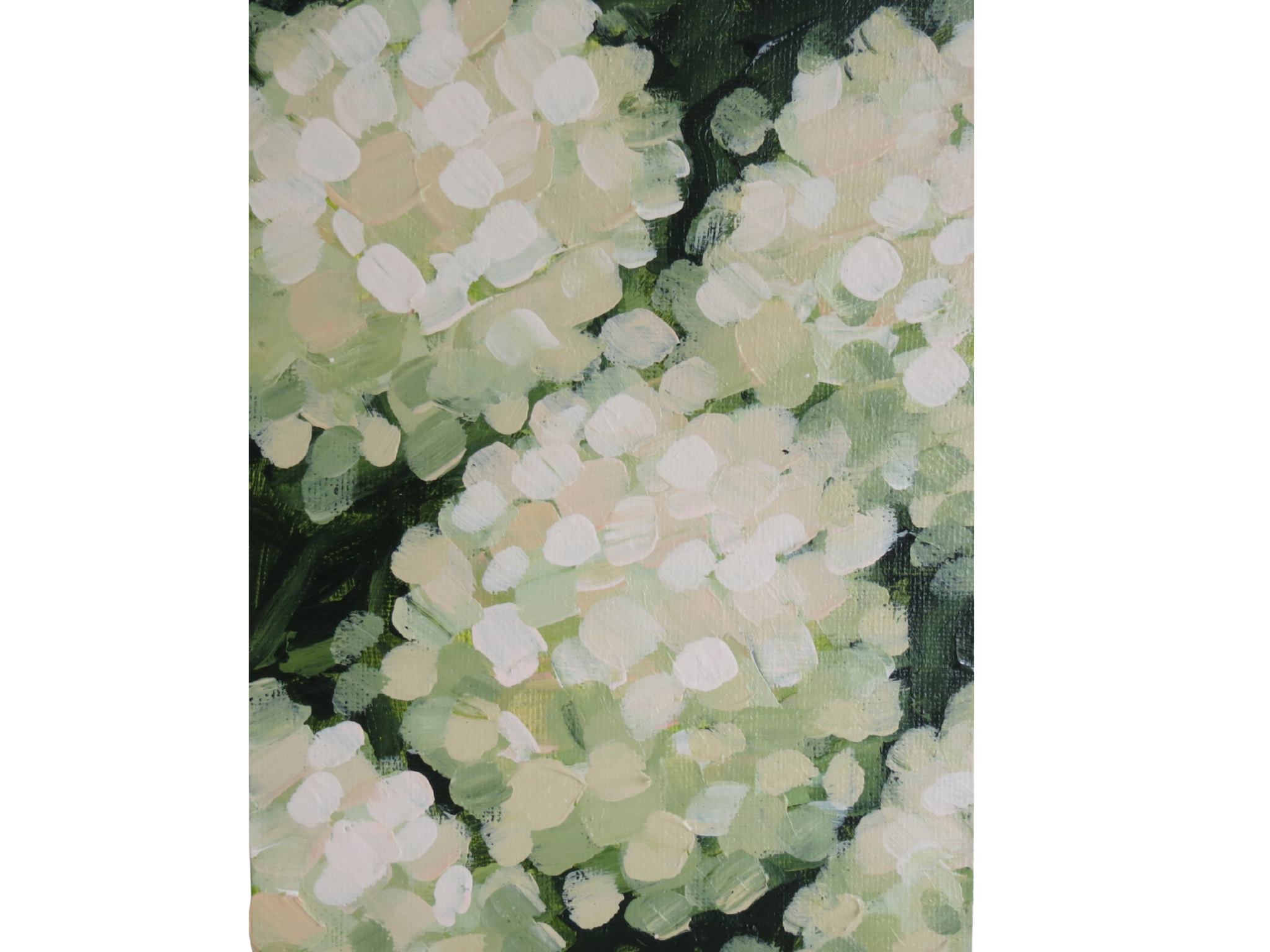 "Limelight Hydrangeas" Print