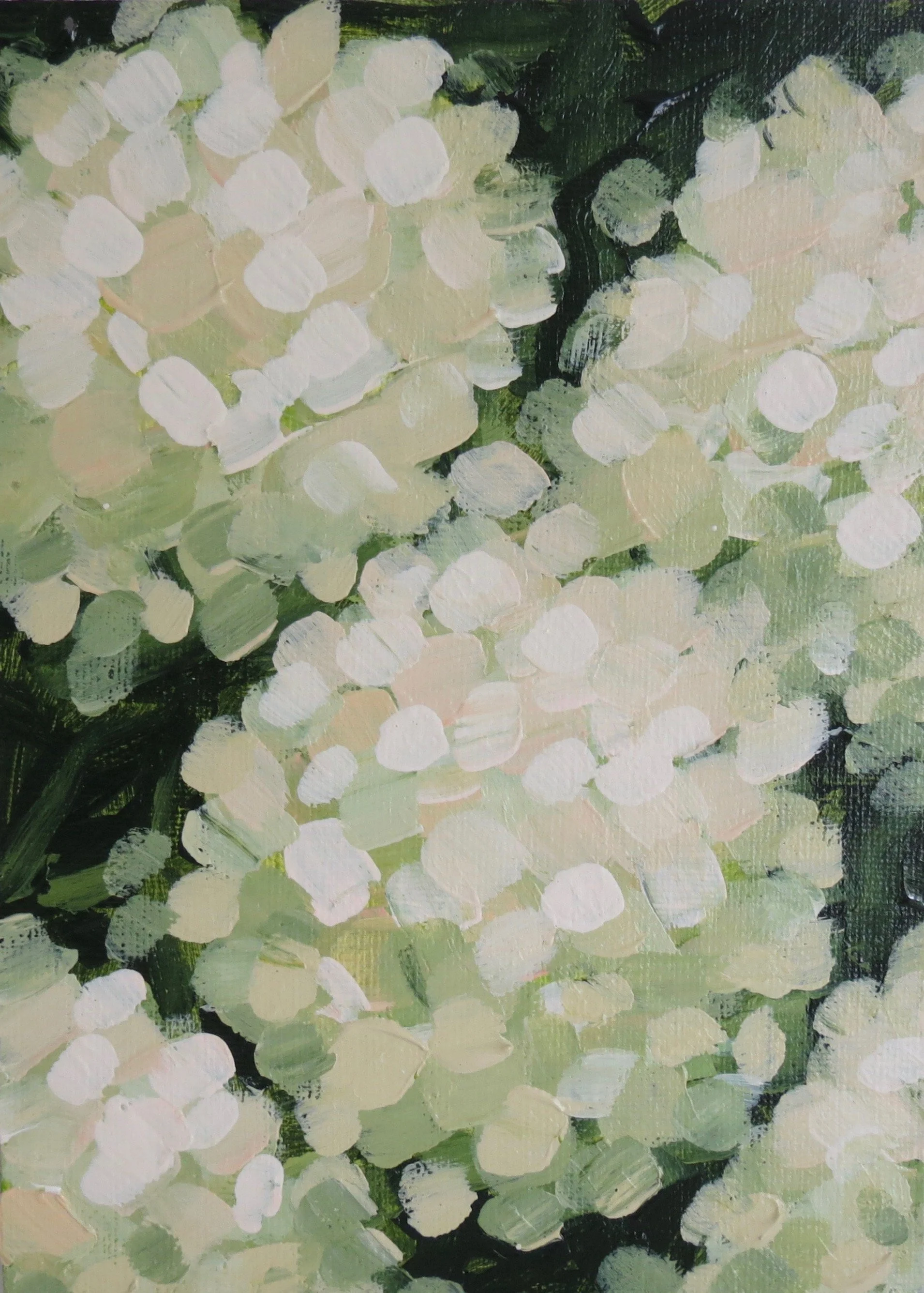 "limelight hydrangeas".jpeg