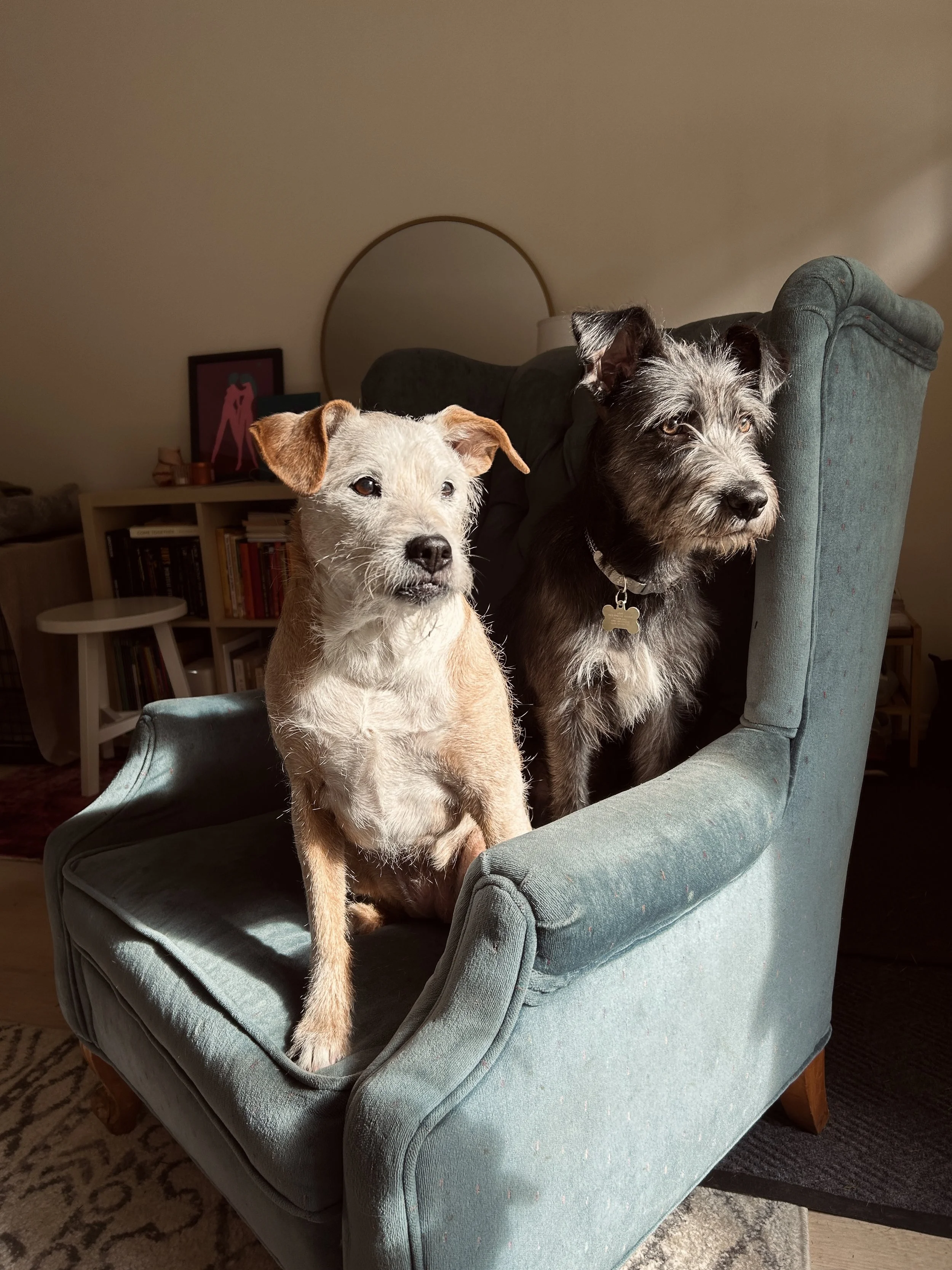 Erin Shetron's two dogs sitting next to each other on a blue armchair, lit by sunlight.