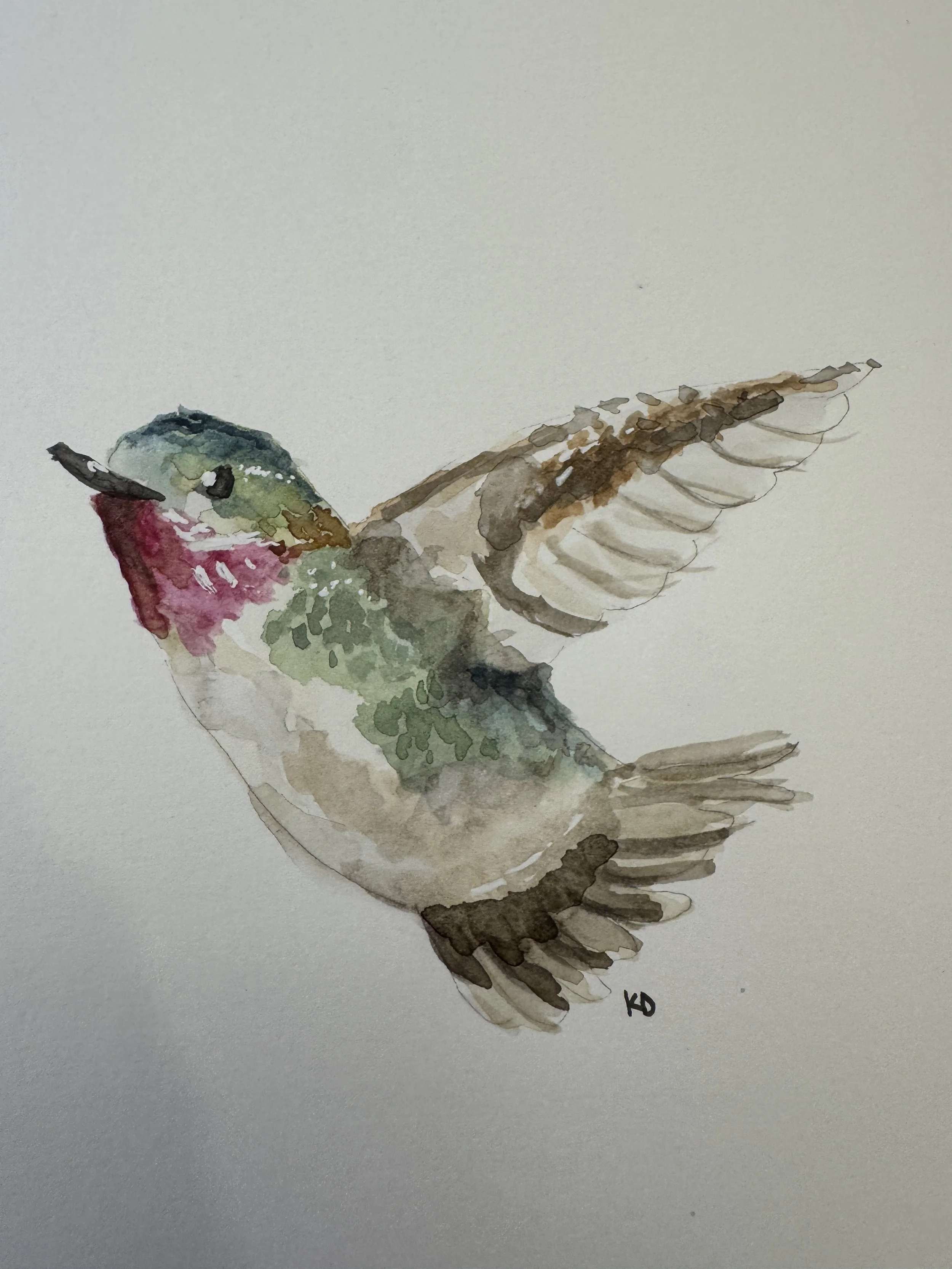 Hummingbird.jpg
