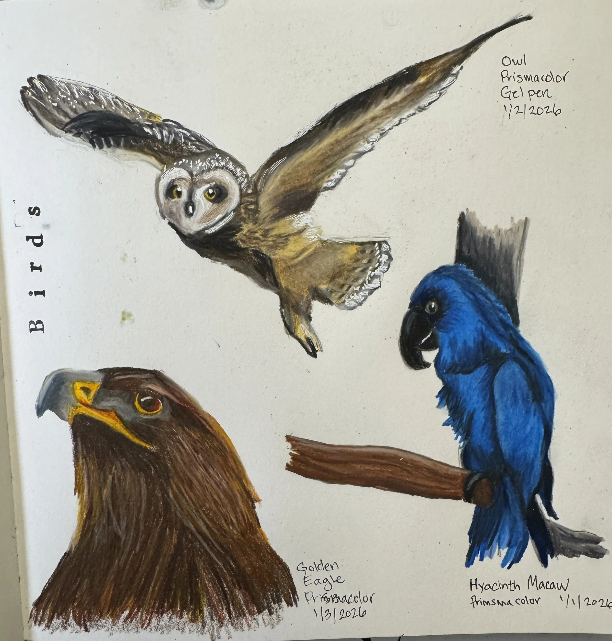 Sketchbook_Three_Birds.jpg