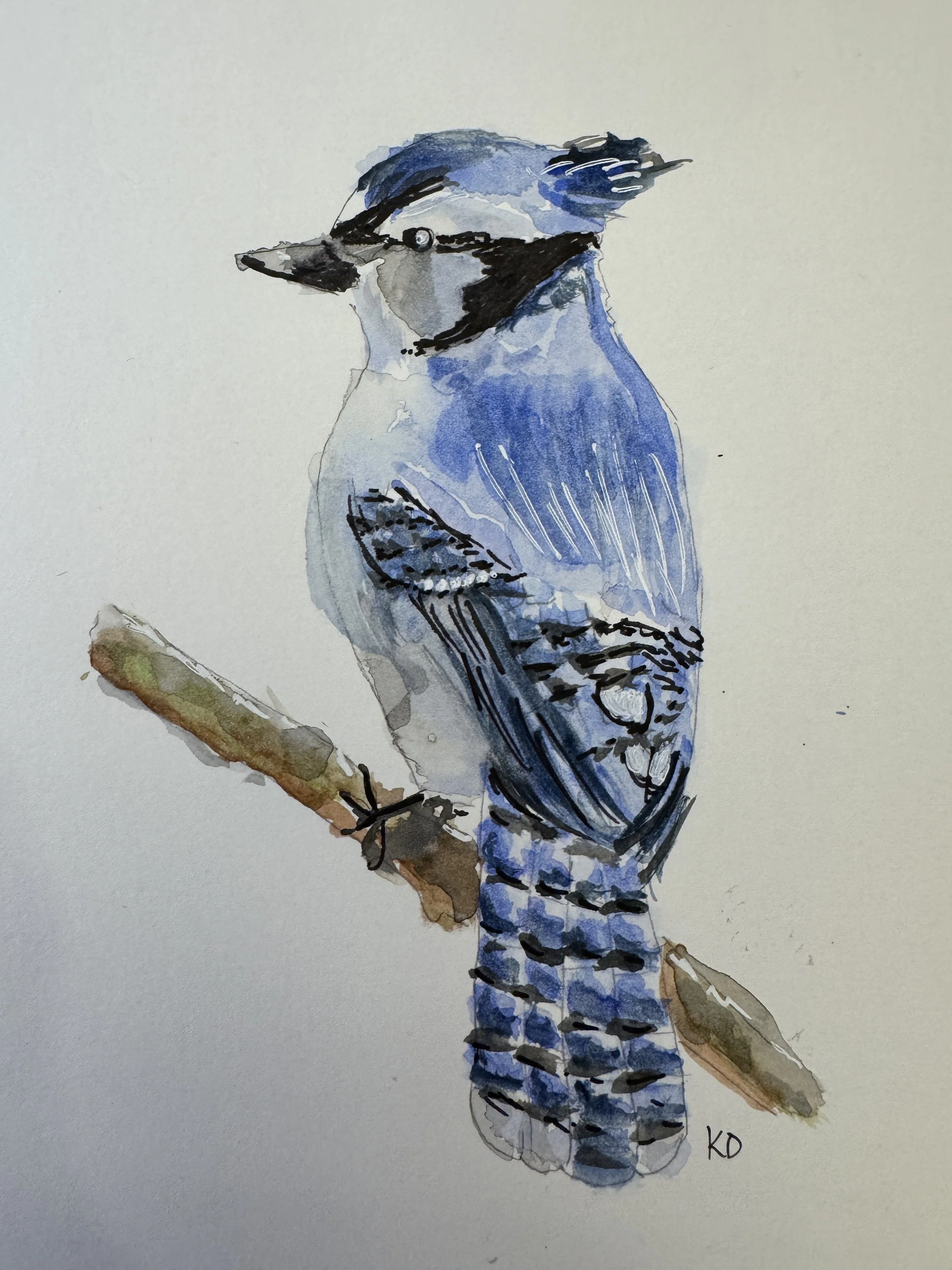 Blue Jay.jpg