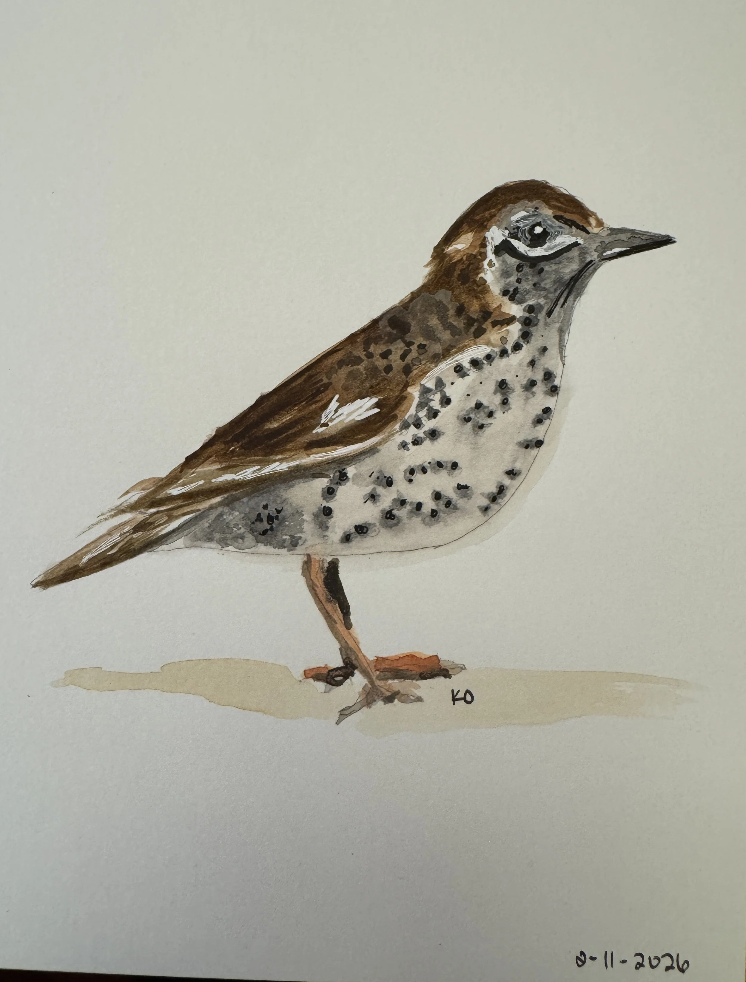 Wood Thrush, watercolor on paper