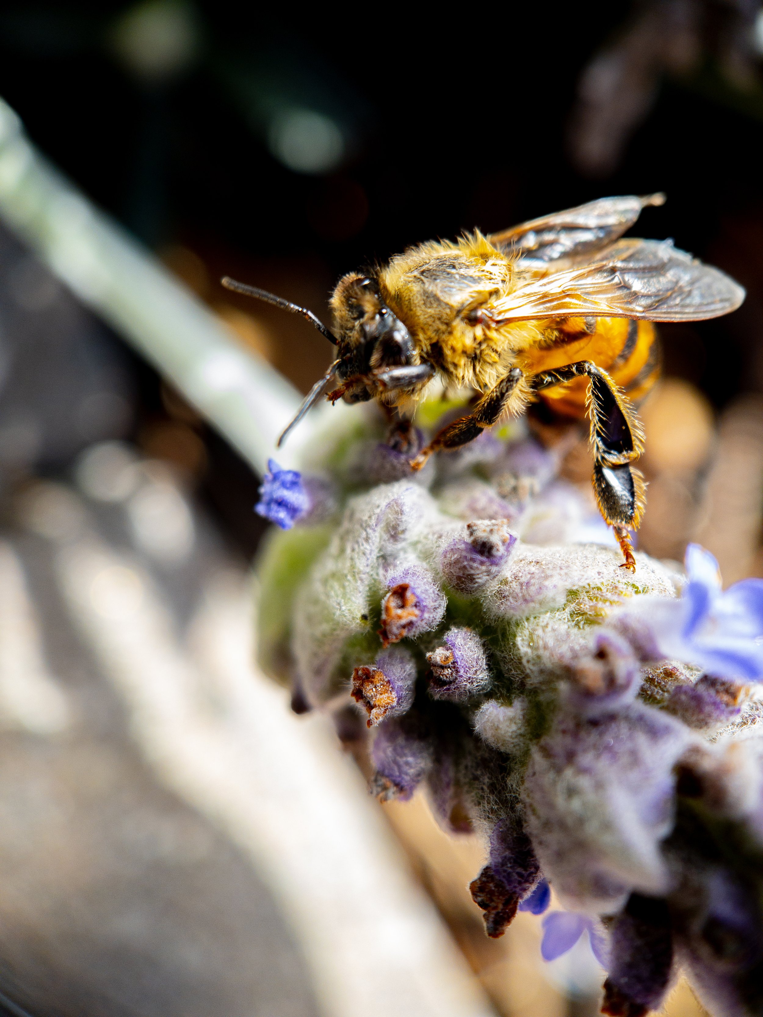 Bee_4_2023.jpg