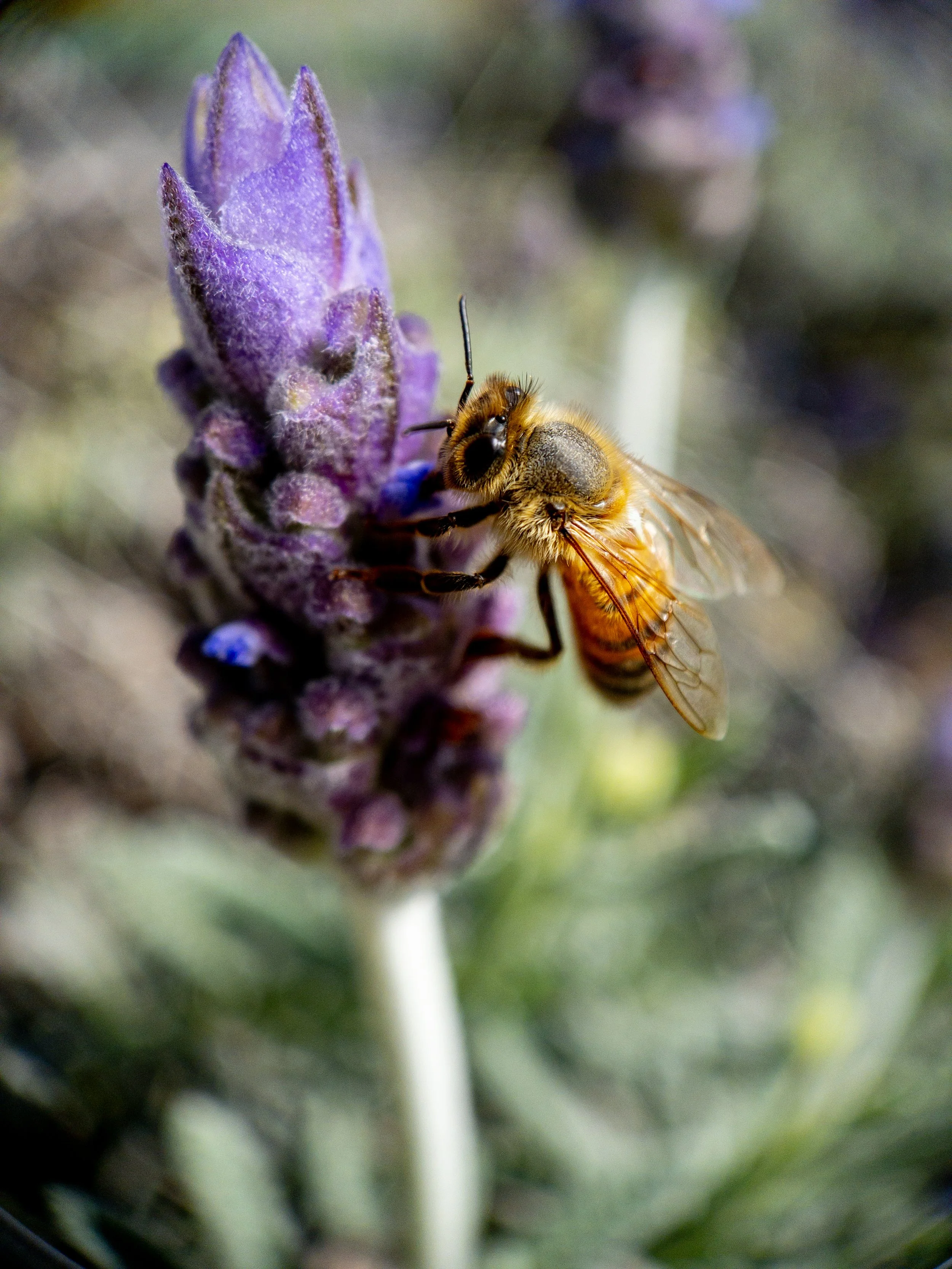 Bee_1 Macro.jpg