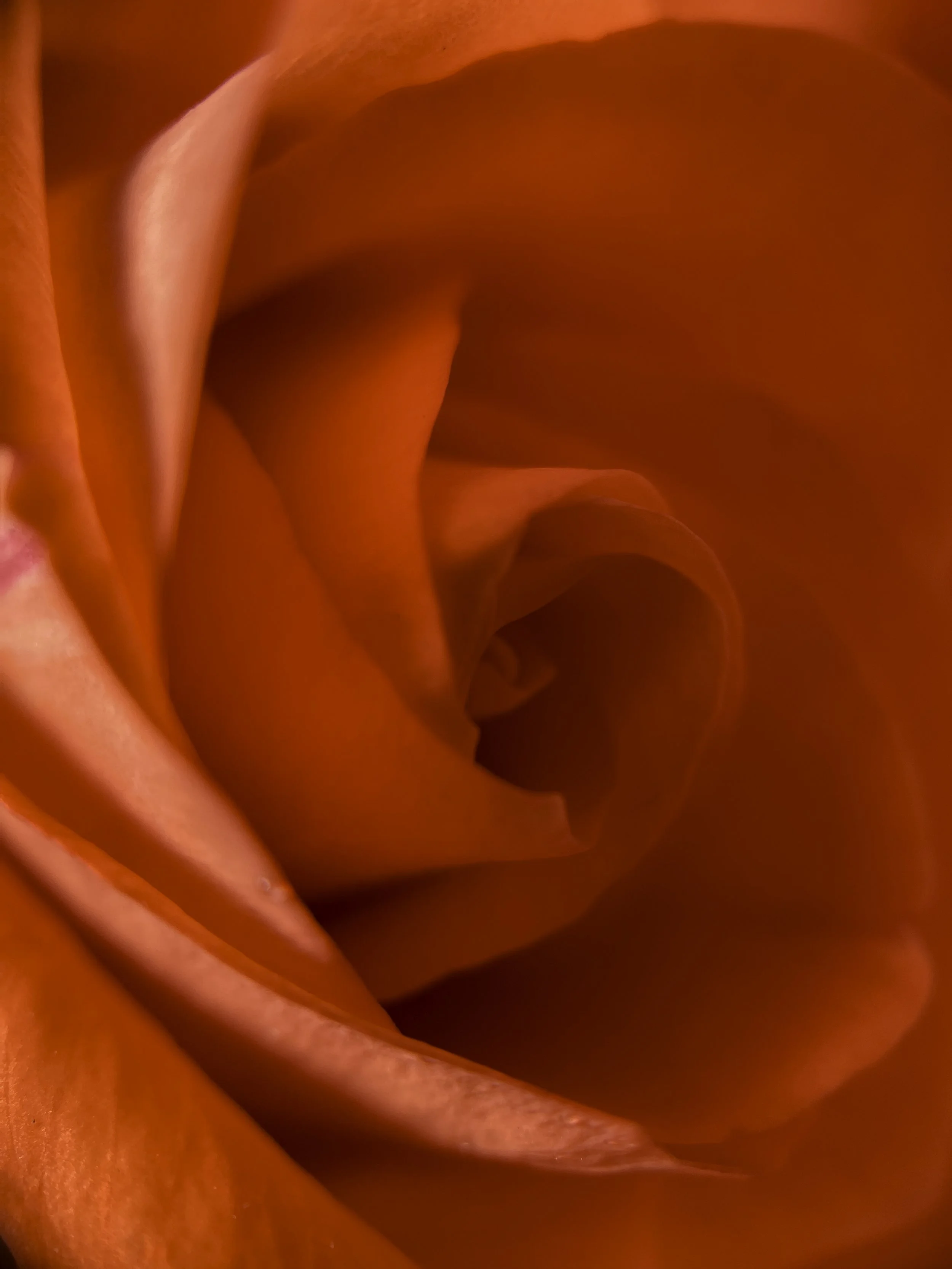 IMG_6488-Edit copy.jpg