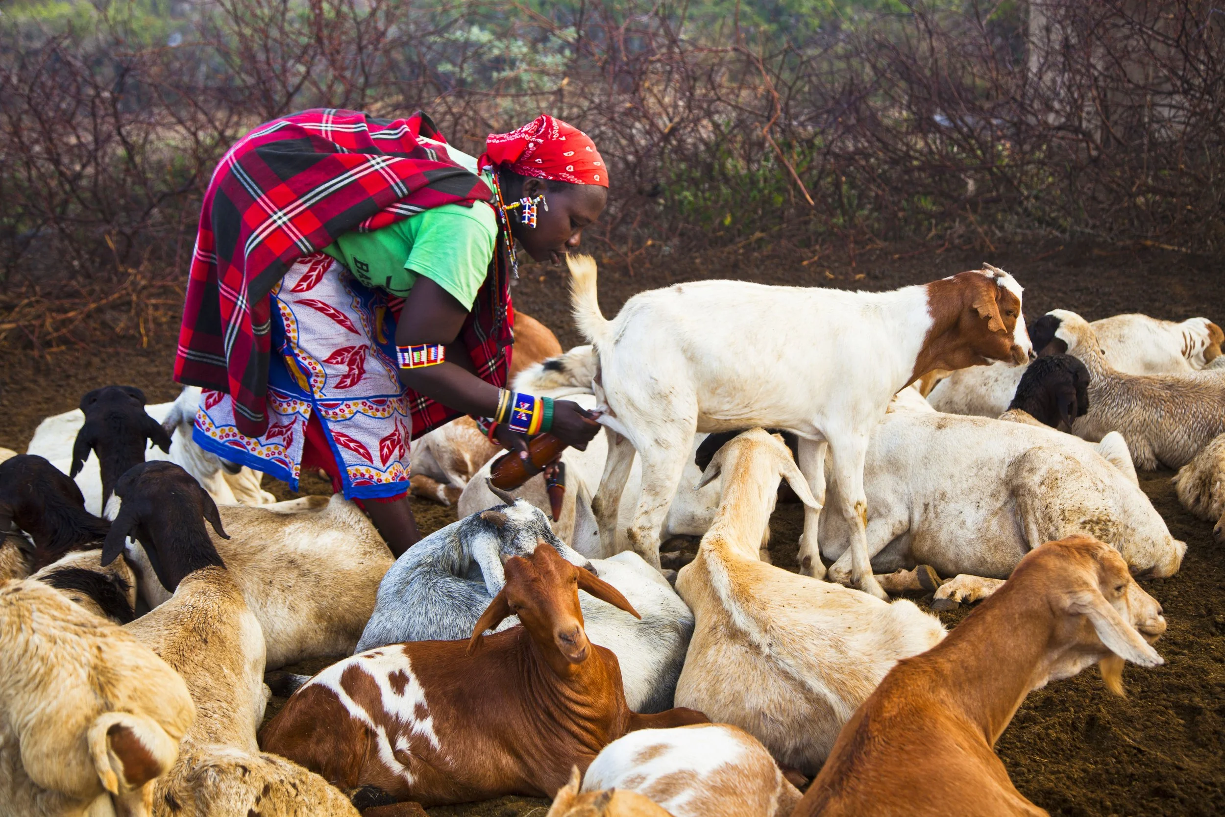 Maasai in Amboseli
