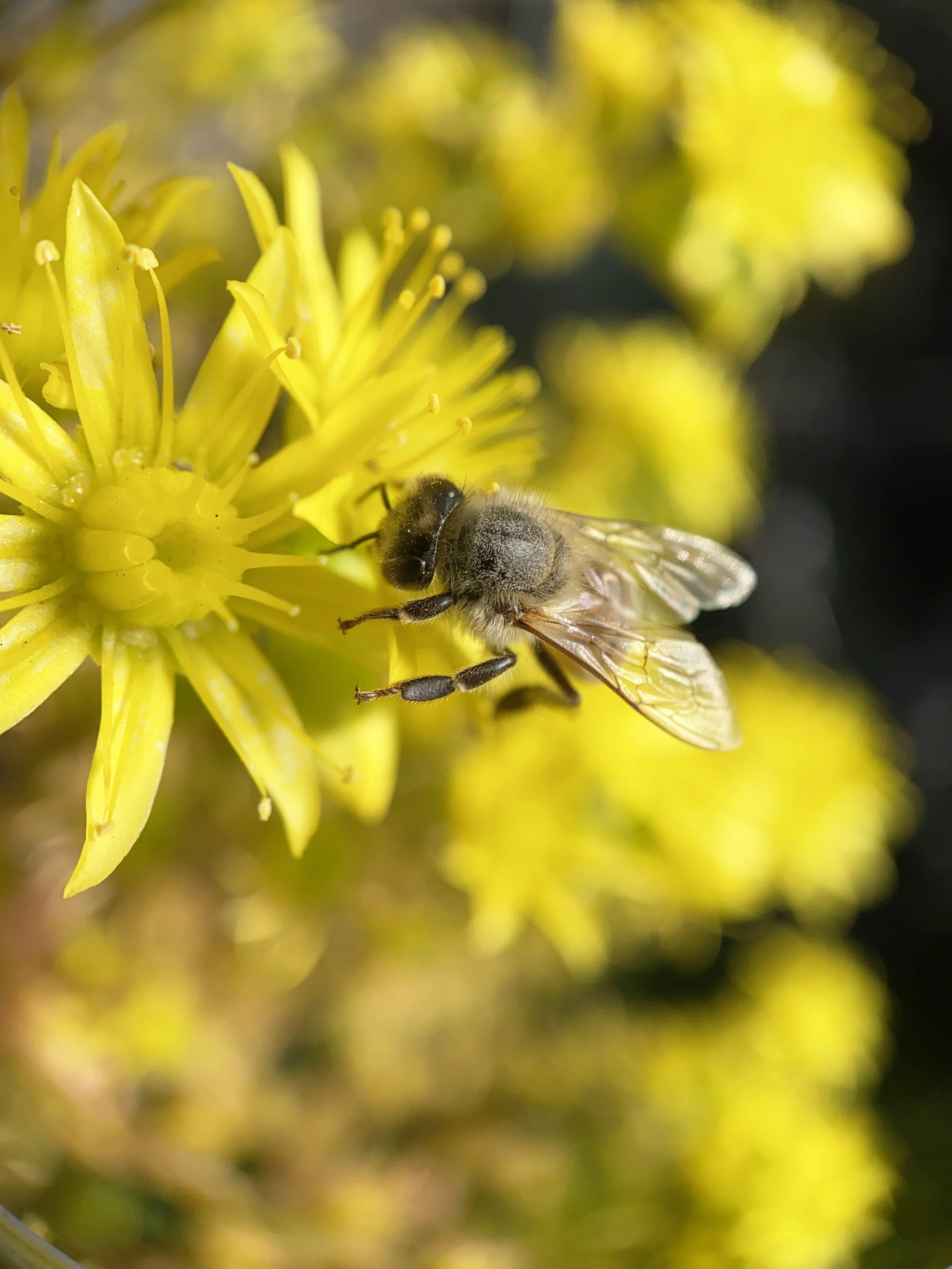 bee_yellow2.jpg