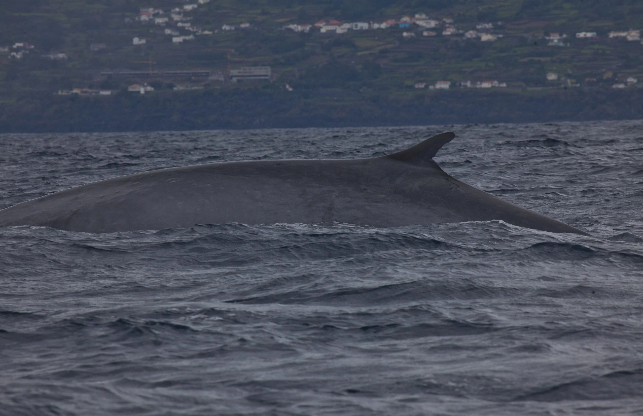 From Whaling to Whale watches