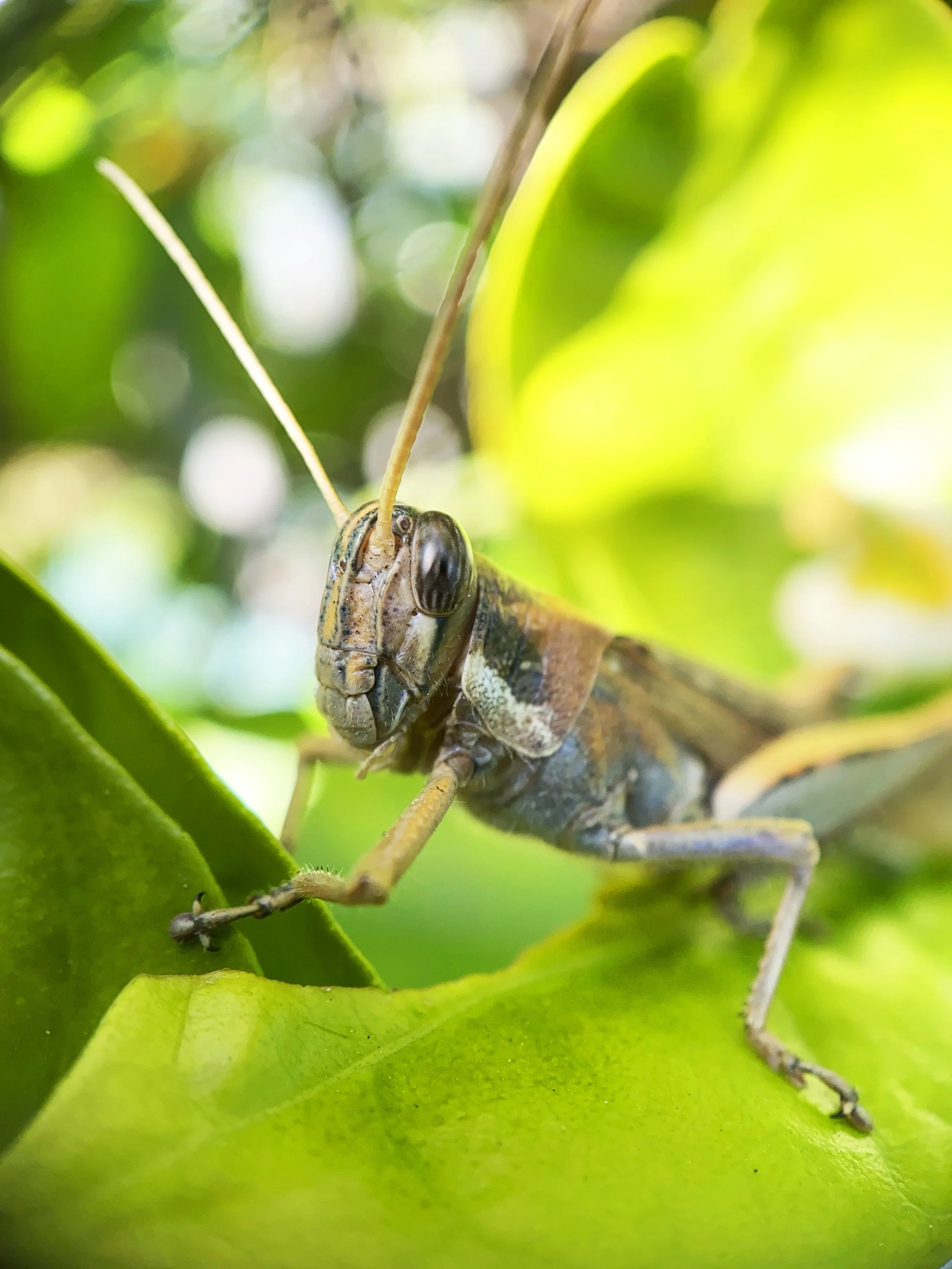 Marco Flora and Fauna
