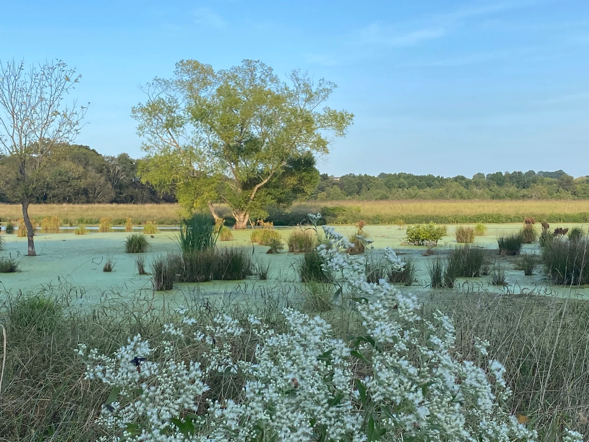 A marsh or wetland scene in Shelby Park in Nashville Tennessee with two trees, tall grasses, and white flowering plants in the foreground, and open grassy fields and more trees in the background under a clear blue sky.