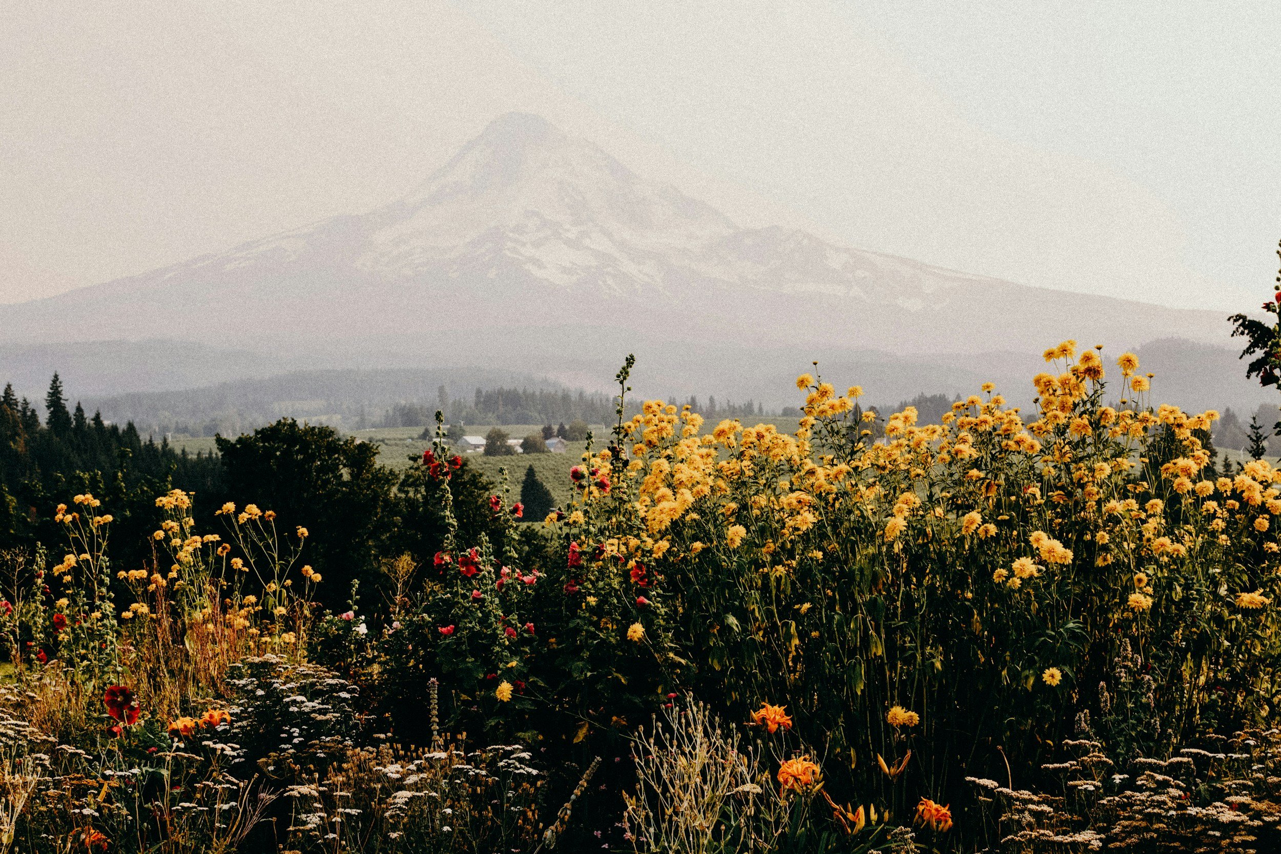 wild flowers