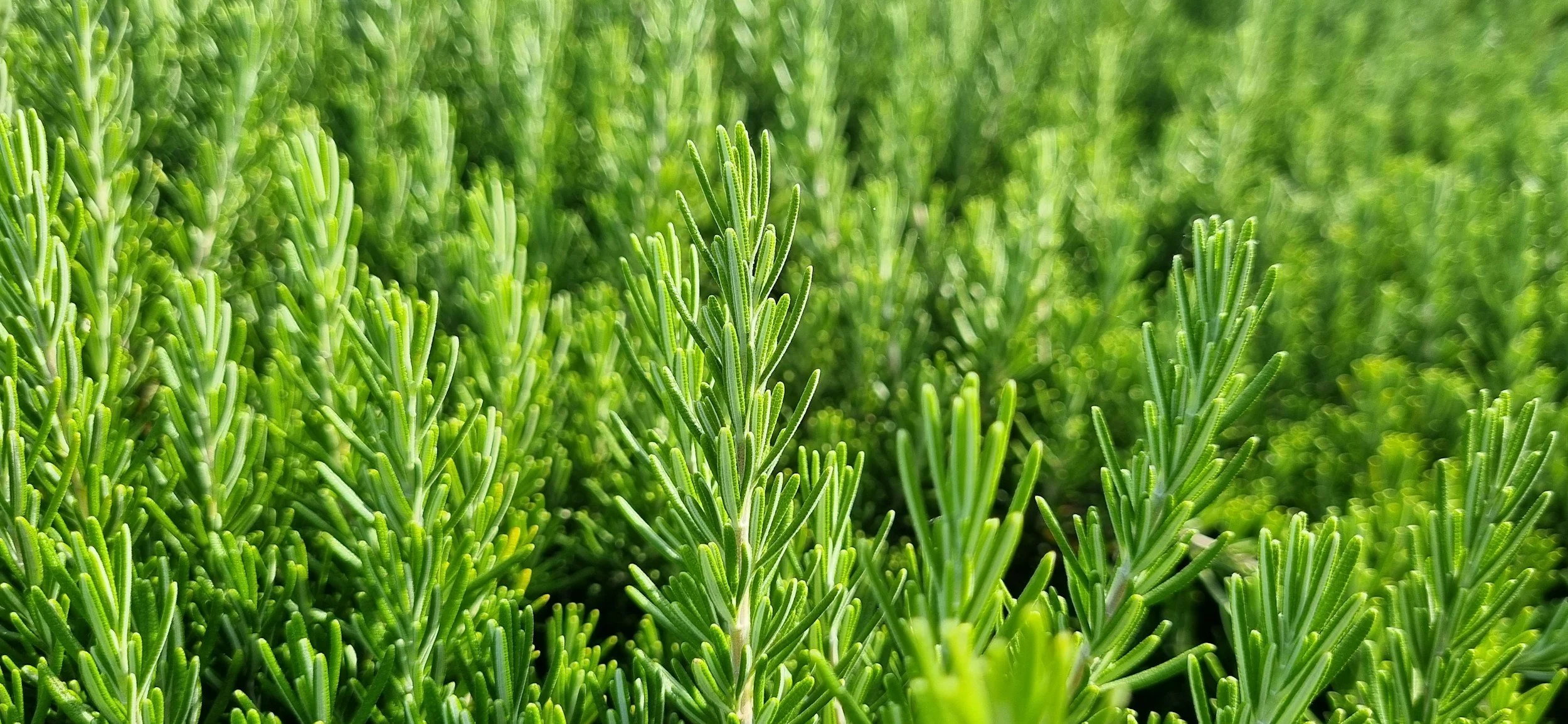 rosemary