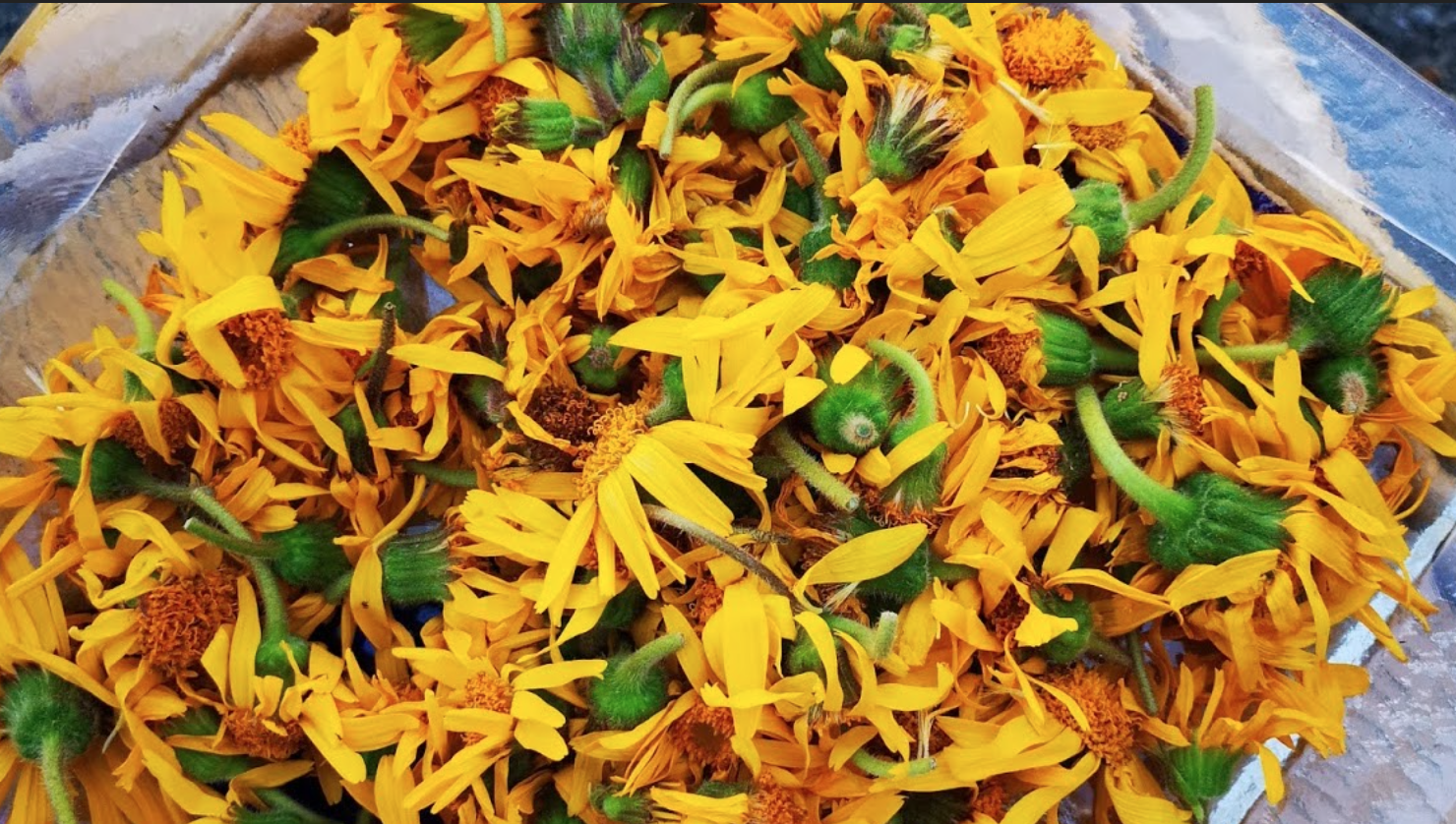 fresh arnica flowers