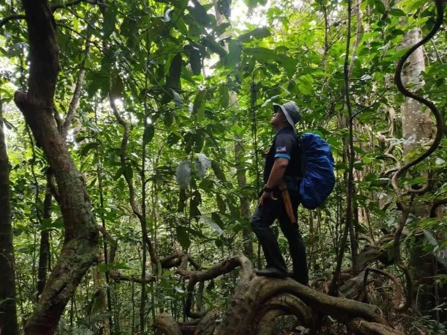 A local guide with a backpack standing on jungle roots and looking up into the rainforest canopy during a trekking experience in Borneo.