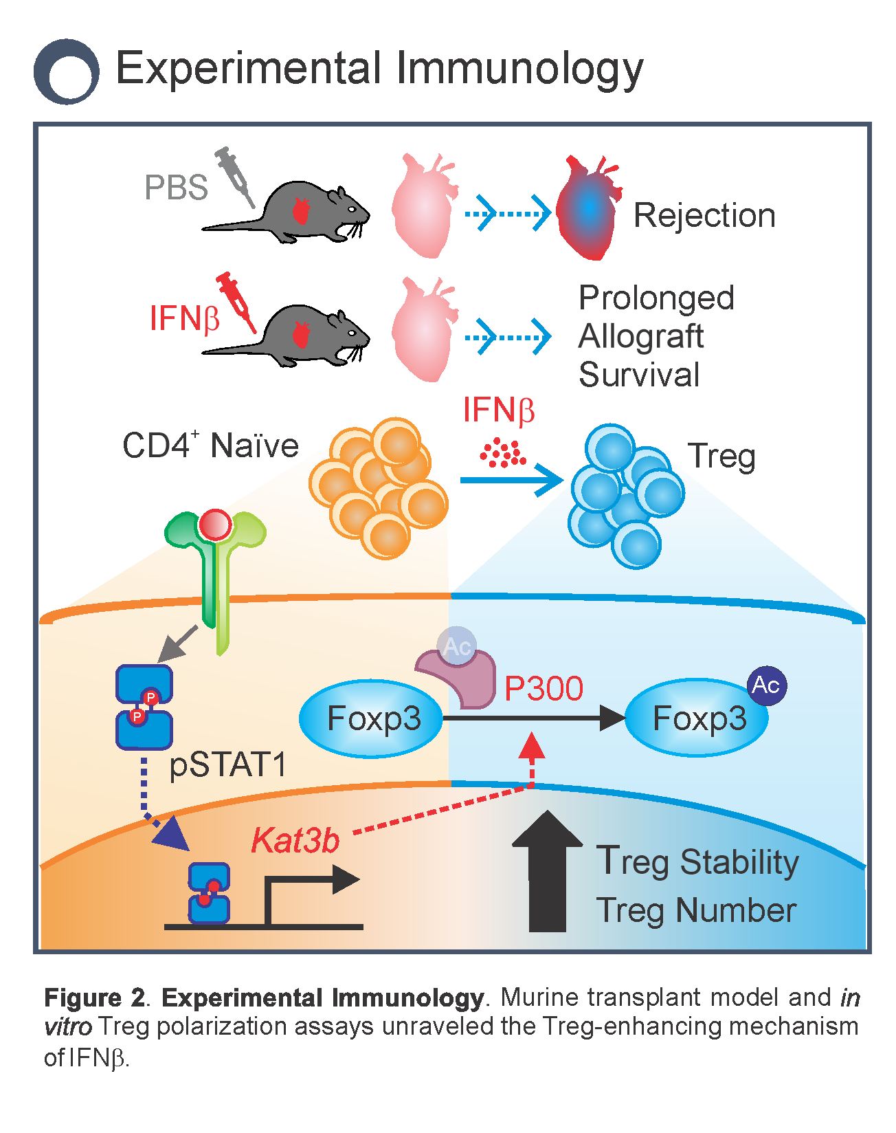 Fribourg Lab Research, Figure 2